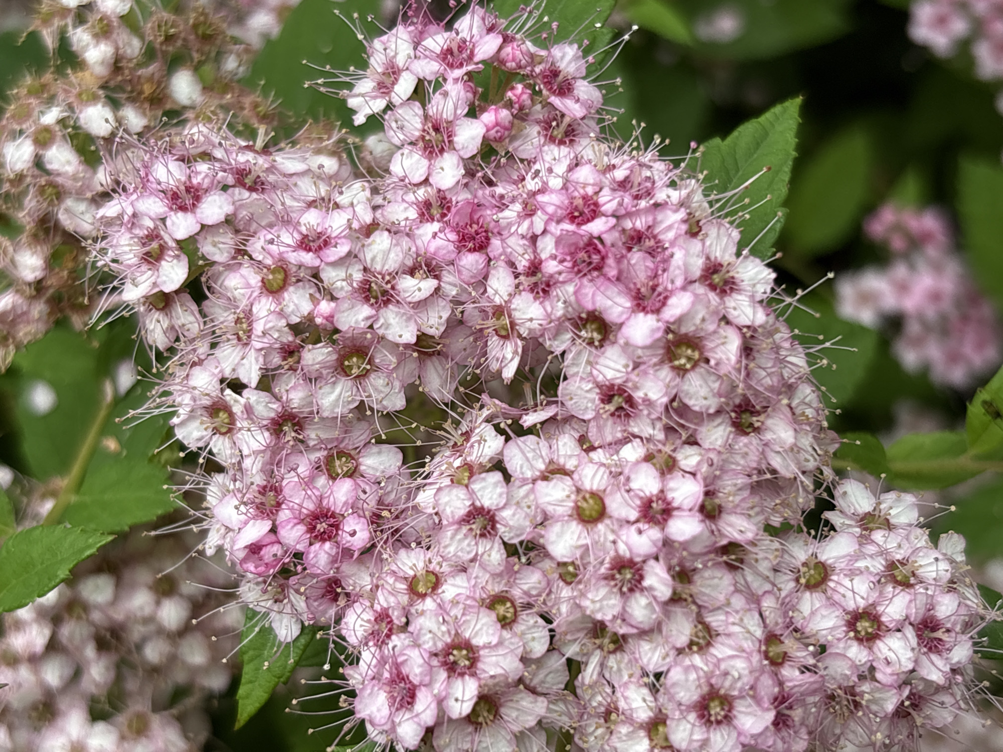 A close-up, vertical shot captures a cluster of delicate pink flowers, possibly Spirea, in bloom. The flowers are small with five petals and prominent, thin stamens. Some of the petals are a pale pink, while others are a deeper magenta, particularly in the center of the blooms. The background is a blur of green leaves and other out-of-focus flowers, suggesting a garden or natural setting. The lighting is bright, highlighting the texture of the petals and stamens. The scene appears to be in the city of Leningradskaya, Russia, as indicated by the initial context, though the image itself does not provide specific geographical markers to confirm this location.