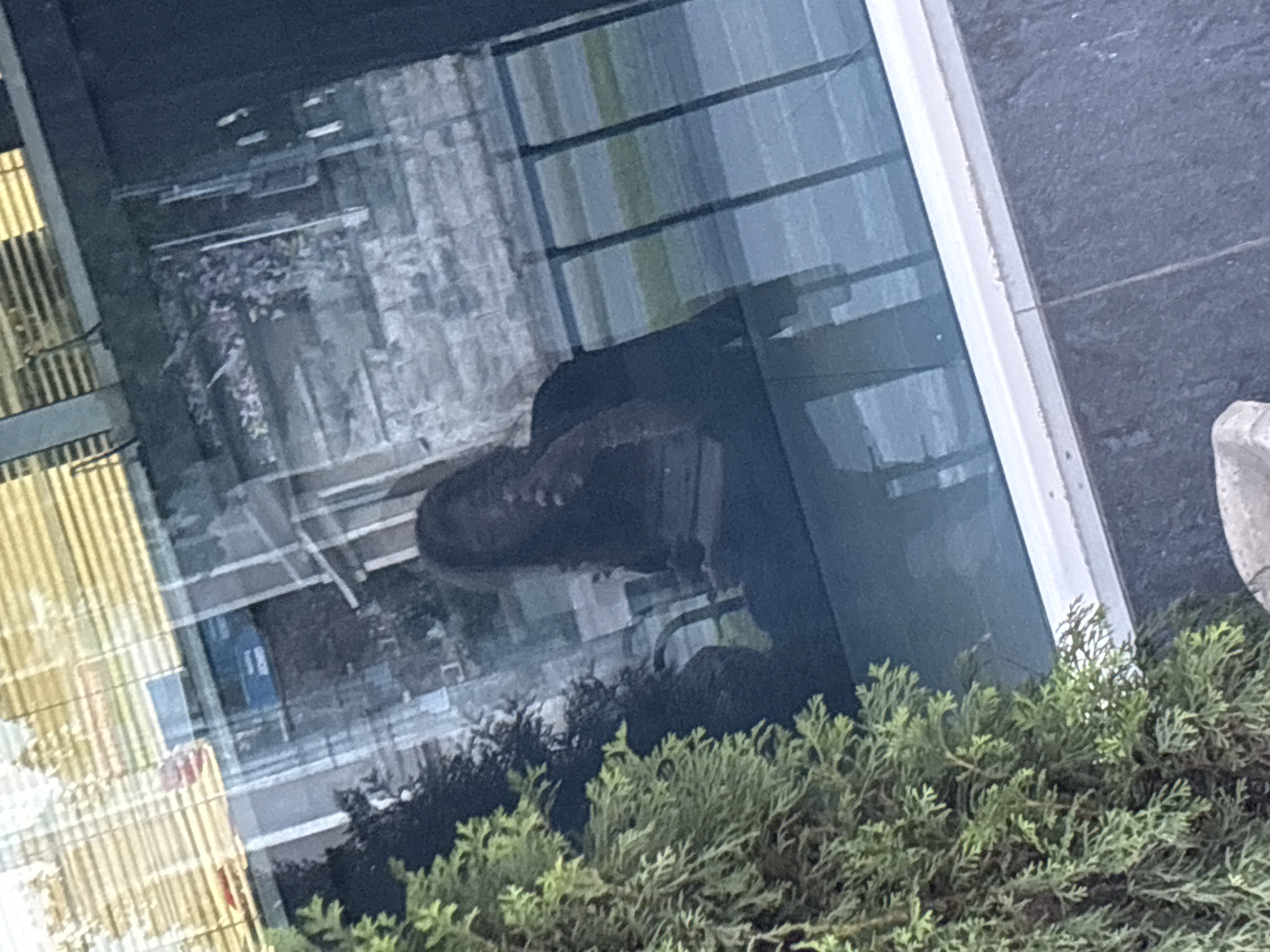 The image shows a reflection in a large window, likely on the ground floor of a building. A person, appearing to be a woman with long dark hair, is reflected sitting in a chair and holding something in her hands. The reflection also shows the interior of the building with blinds on a window above and some architectural details. Outside, a green coniferous tree is partially visible on the left side, and the reflection shows a street with a road and possibly some greenery. The building's exterior appears to be made of dark tiles at the bottom. The image is taken from a low angle, looking up at the window. The location is stated to be the city of Shumen, Bulgaria, but there are no specific landmarks visible in the image that would confirm this without additional context.