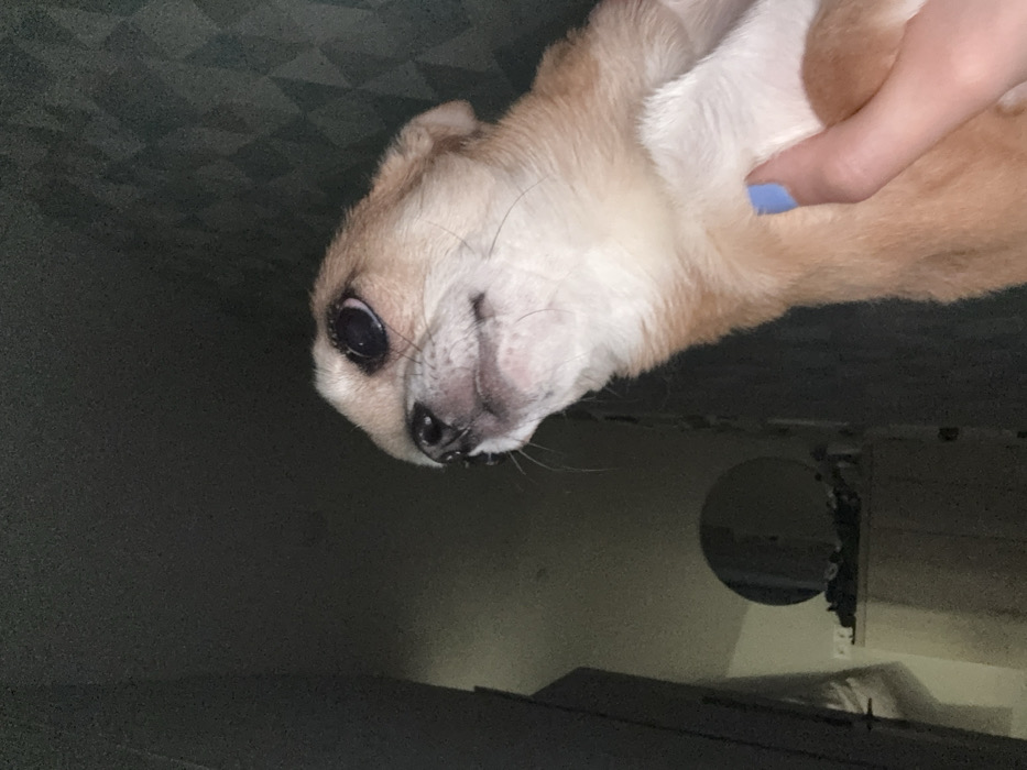 The scene is an interior located in Votkinsk, Russia. The primary subject is a small, light-brown and white dog, seen from the chest up, occupying the lower right quadrant of the frame. Its head is tilted upwards and to the left, exposing its dark eyes and slightly open mouth. A human hand, with a thumb displaying light blue nail polish, cradles the dog's underside, indicating interaction. The background is dimly lit. To the upper right, a dark wall exhibits a subtle geometric pattern. On the far left, a dark vertical element, consistent with a door frame or cabinet edge, is present. In the mid-left, a dark circular mirror or decorative plate is visible above a dark, indistinct piece of furniture, possibly a dresser, on which several shadowy items rest.