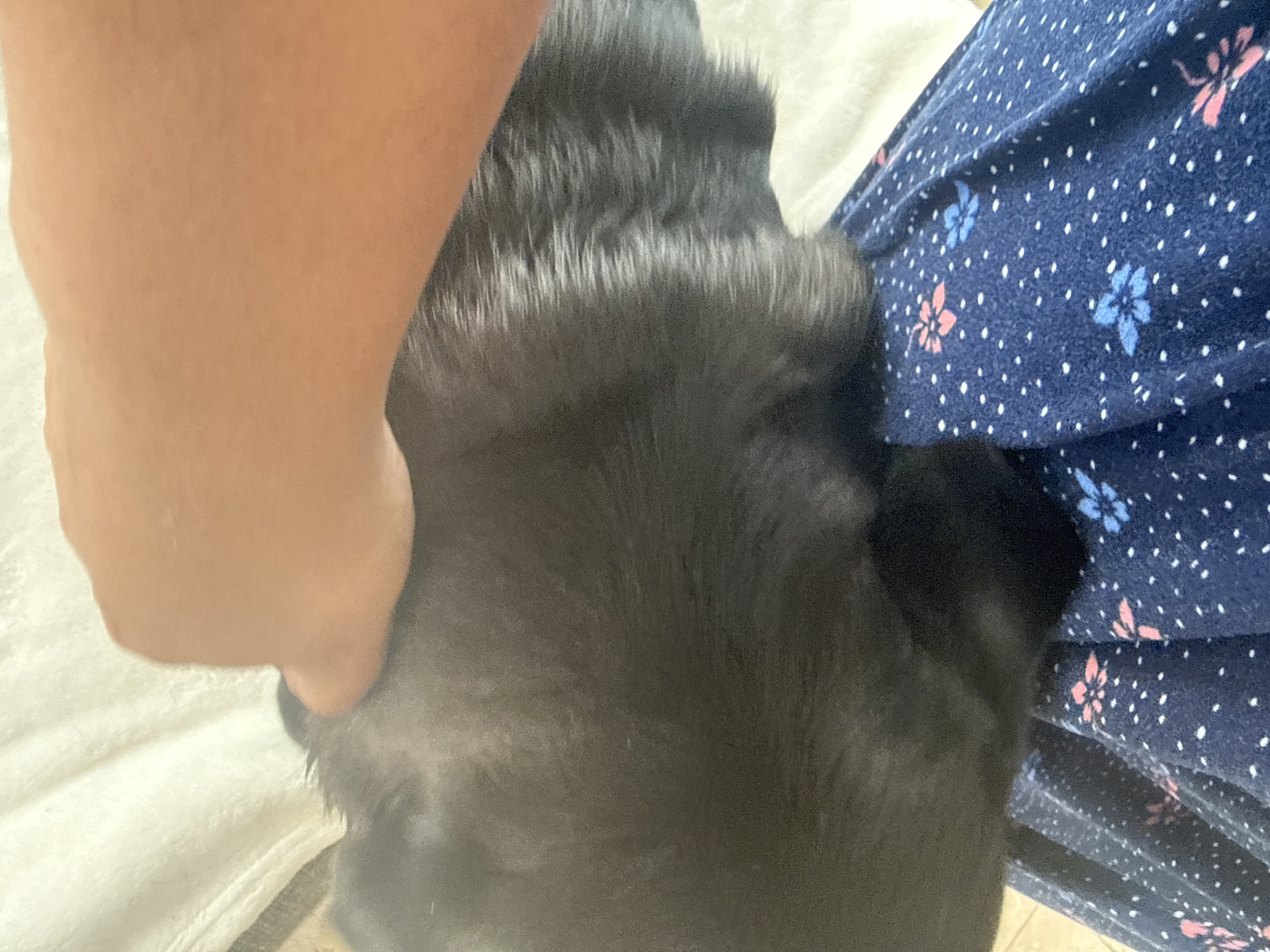 A black dog is being petted. A person's hand rests on the dog's head. The dog is near a blue piece of fabric with a floral pattern. The background includes a white surface. The location is unknown, and there is no evidence that the image was taken in San Bernardino Tlaxcalancingo, Mexico.