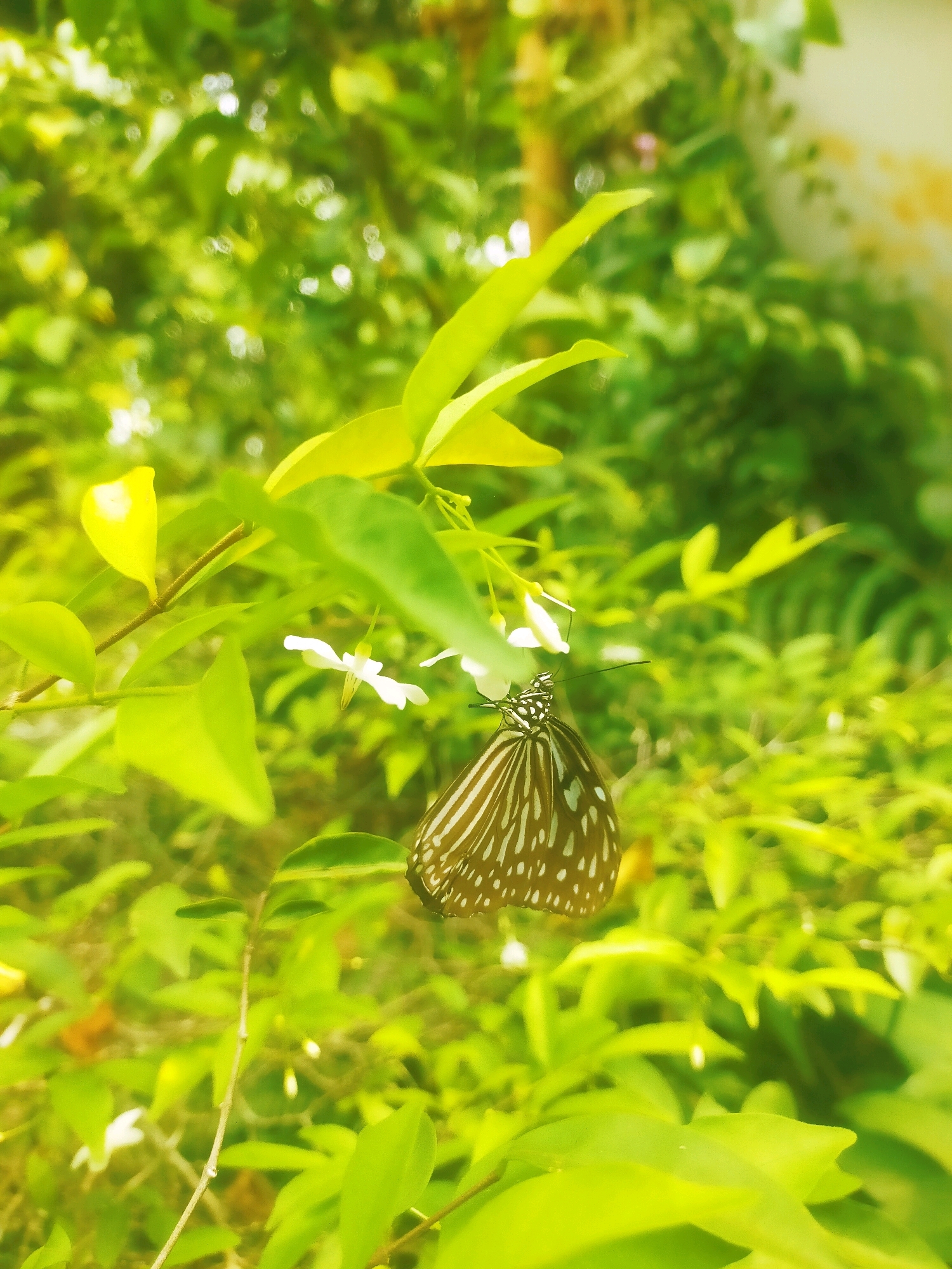 A butterfly with dark brown and white stripes rests on a thin branch of a plant. The butterfly is positioned in the lower center of the frame, with its wings partially open. It is surrounded by vibrant green foliage and small white flowers. The background is blurred, creating a shallow depth of field that emphasizes the butterfly and the immediate plant it is on. The lighting suggests it is daytime, with a warm, bright quality. The location is unknown.