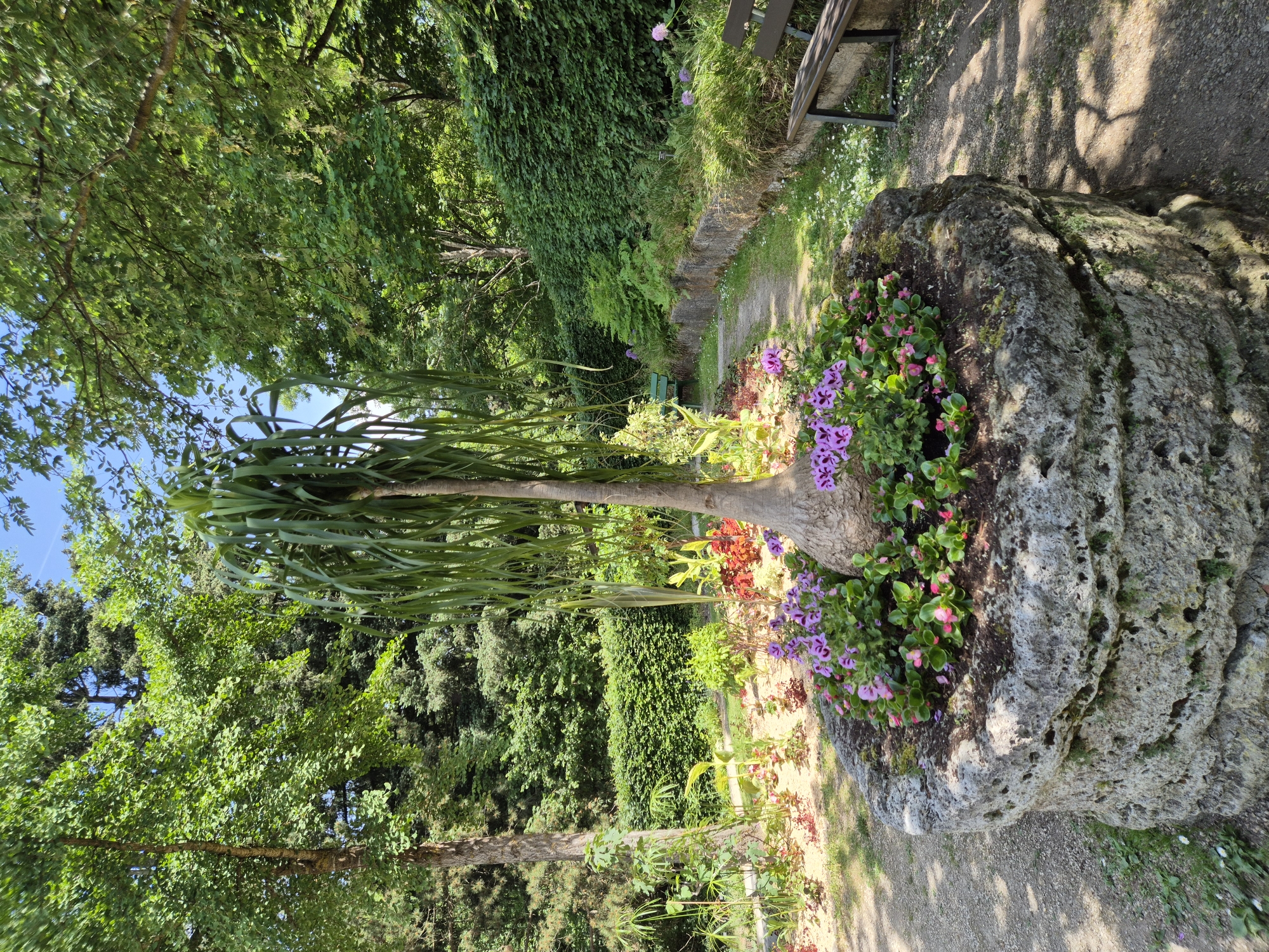 The image captures a garden scene in Landshut, Germany, featuring a large, porous rock formation serving as a planter. The rock is partially filled with soil and adorned with various flowering plants including purple geraniums and pink begonias. From the center of the rock planter, a slender tree with long, drooping leaves extends upwards and outwards, almost like a weeping willow variant.
In the background, there's a lush green environment with diverse trees and shrubs. A bench is visible near the rock planter, and a winding path lined with stone steps leads further into the garden area. Sunlight filters through the trees, casting shadows on the ground. The location is identifiable as Landshut, Germany, based on the characteristic flora and garden design elements. The image shows no people or specific actions; it is a static view of the natural and designed elements within the garden setting.