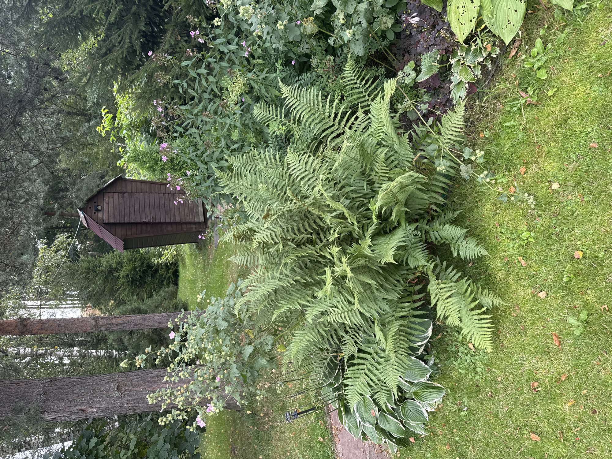 A wooden garden shed with a dark red roof stands amidst lush green foliage in a garden setting. The shed is tall and narrow, constructed from vertical wooden planks. In front of the shed, a large cluster of ferns dominates the scene, their fronds unfurling outwards. To the left of the ferns, the variegated leaves of hosta plants are visible. Interspersed with the ferns and hostas are various other plants, some with small pink flowers. The ground is covered with green grass, scattered with a few fallen brown leaves. In the background, tall trees, including pines and birches, create a natural backdrop. The overall impression is a well-maintained, somewhat wild garden. The location is identified as Родничок-1 Снт, Russia. There are no people or animals visible in the image.