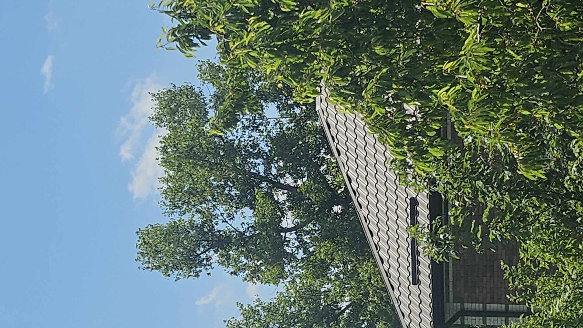 A metal tiled roof of a house is visible in the foreground, partially obscured by lush green foliage. The house is constructed with red brick. Behind the house, a large deciduous tree with a dense canopy of green leaves dominates the scene. The sky above is a clear blue with a few scattered white clouds. The overall impression is that of a residential setting on a sunny day. The location is identified as Unknown, Unknown.