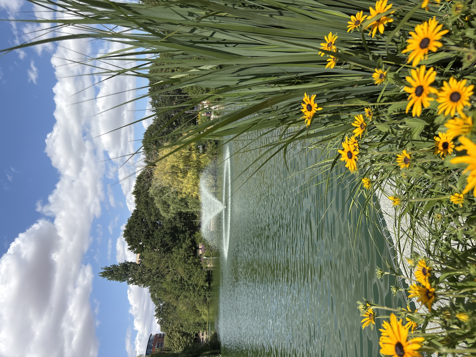 This is a vertical, eye-level, full shot of a park scene. In the foreground, a cluster of bright yellow flowers with dark centers, likely Black-Eyed Susans, bloom near the edge of a body of water. Tall green reeds rise behind the flowers, partially obscuring the background. The water itself is a calm, greenish hue, with gentle ripples on its surface. In the mid-ground, a white fountain sprays water upwards, creating a misty arc. The background consists of lush green trees and foliage, with a tall, slender evergreen tree standing out. In the far distance, a modern red-brick building can be seen peeking through the trees, suggesting an urban setting within a natural space. The sky above is a vibrant blue, dotted with fluffy white clouds. The overall impression is one of a tranquil park on a sunny day. Based on the visible architecture and the presence of a park with a fountain, this scene could plausibly be located in a city park within Chelmsford, United Kingdom, such as Bond Street Gardens or Oaklands Park, though definitive identification of the specific location is not possible from the image alone. There are no people clearly visible in the image.