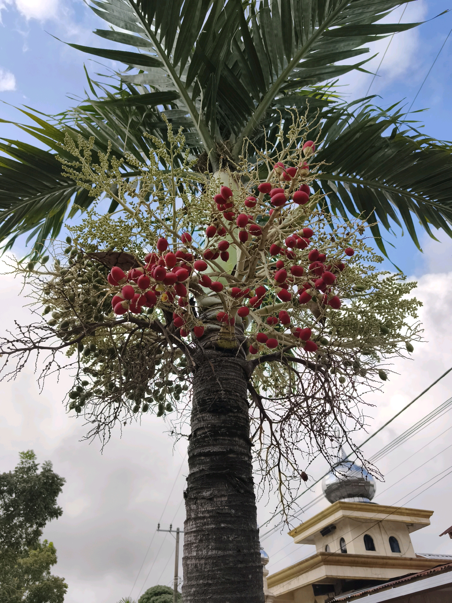A low-angle, full shot captures a palm tree with red fruits and green immature fruits against a bright sky. The palm tree's trunk, with its rough, segmented bark, occupies the lower right quadrant of the image, extending upwards towards a canopy of large, green fronds. Clusters of vibrant red, oval-shaped fruits are prominent on branching stalks, interspersed with smaller, green, undeveloped fruits. The background features a blue sky with scattered white clouds. In the lower right corner, the top of a building with a metallic dome, possibly a mosque, is visible, along with power lines. To the left of the palm tree, the tops of other trees are partially visible. The scene is set in Kaligondo, Indonesia.