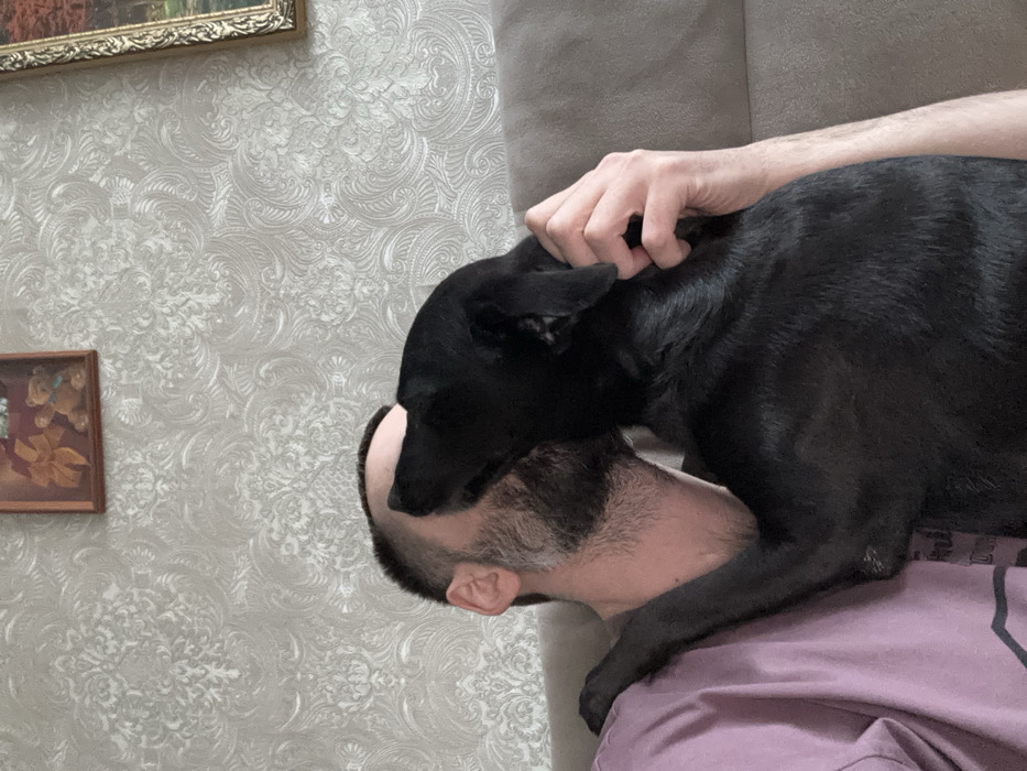 The scene depicts an indoor setting, identified as a domestic space within Reftinsky, Russia. A male individual with a beard and short hair, wearing a light purple short-sleeved shirt, is seated on a light brown fabric sofa. A black dog is positioned with its front paws on the man's left shoulder and its head turned towards the man's face, appearing to lick or nuzzle his cheek/neck area. The man's right arm is partially visible, with his hand gently resting on the dog's back, near its neck. The background consists of a wall covered with light-colored, patterned wallpaper featuring a damask or baroque-style design. Two framed pictures are mounted on the wall; one on the upper left, depicting what appears to be a framed item with a bow and a teddy bear, and another partially visible on the upper right with a gold-colored ornate frame, suggesting a landscape or still life painting.