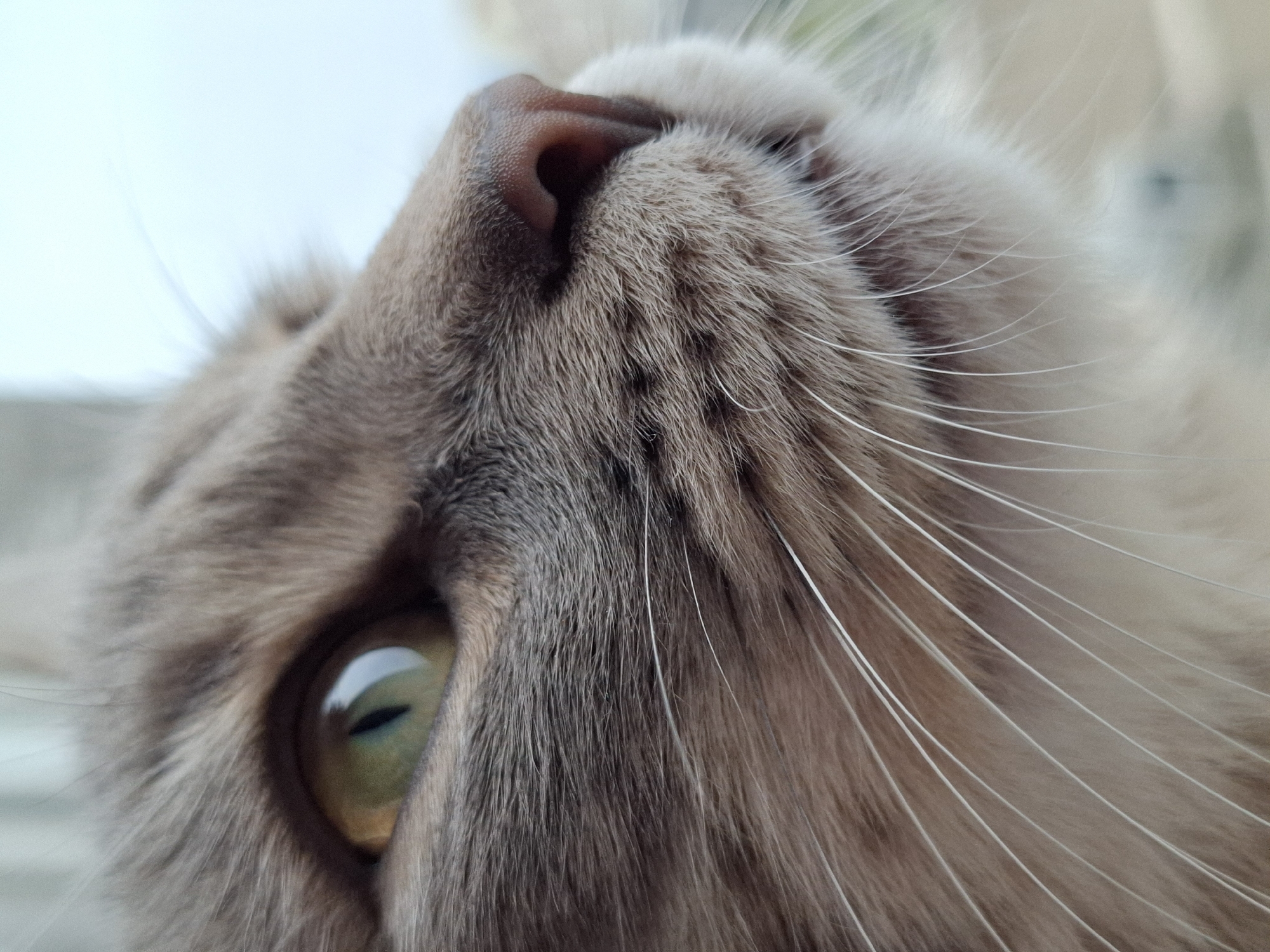 Close-up, upward-facing view of a cat's face. The cat has light brown and gray fur, with prominent white whiskers. The visible eye is green. The cat's pink nose is at the top center of the image. The image provides no information on the location in the city of Novi Sad, Serbia.