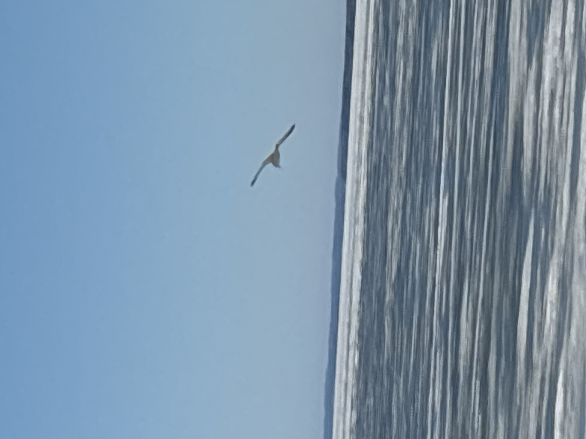 A bird soars in flight against a light blue sky near a vertical surface with a streaked gray and white pattern. The location and city cannot be determined from the image alone.