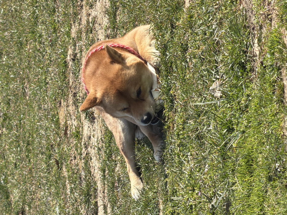 A tan-colored Shiba Inu dog with pointed ears and a braided red collar is lying on its left side on a patch of green grass interspersed with bare soil. The dog's head is lowered, and its mouth is engaged in chewing a white, irregularly shaped object, consistent with a bone or chew toy, which it holds with its front paws. The scene is outdoors and brightly illuminated by direct sunlight. This event occurs in Priseltsi, Bulgaria.