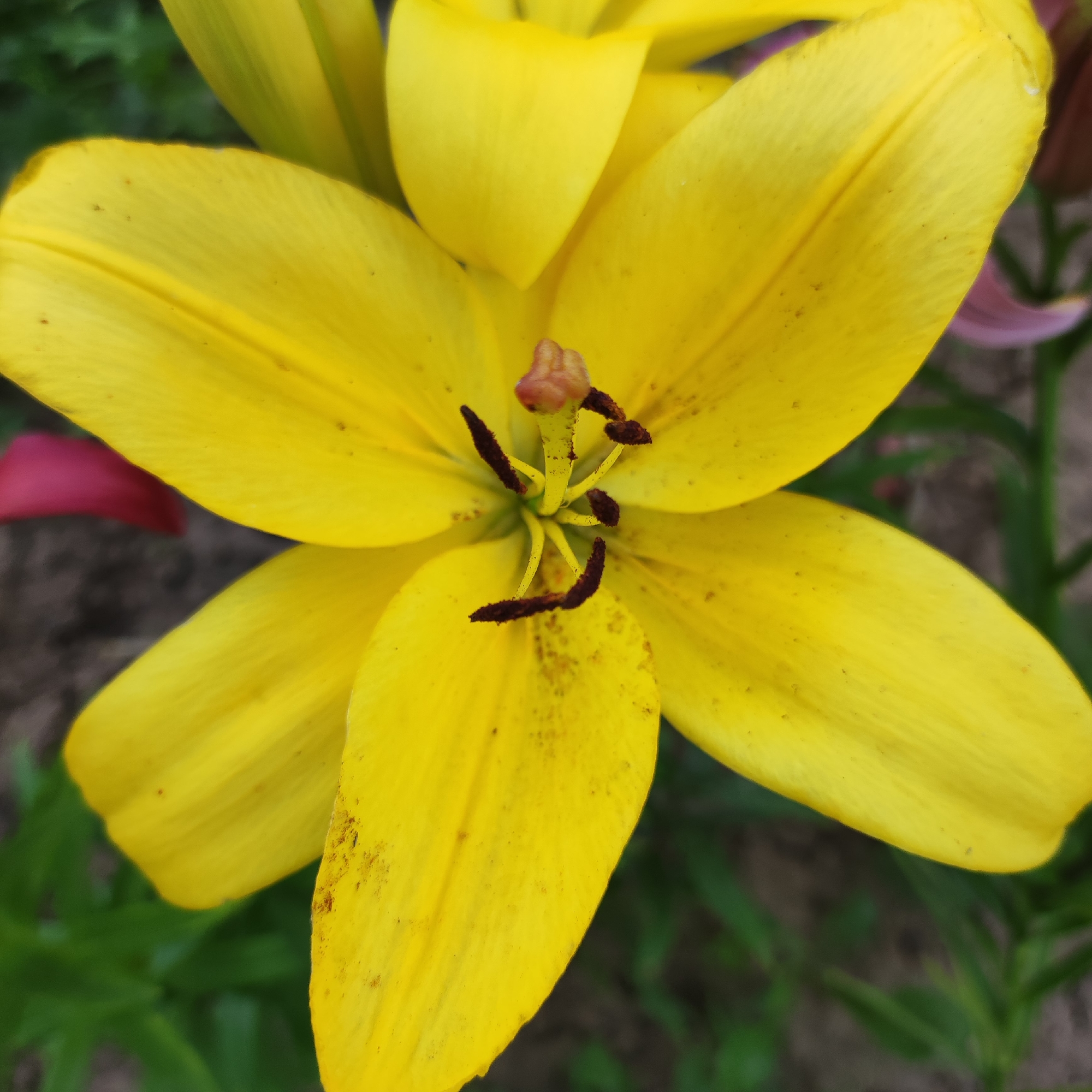 A close-up, eye-level, full-frame shot captures a vibrant yellow lily in bloom, its petals slightly speckled with brown. The flower's stamen, with its dark brown anthers and a pale pink pistil, is centered and sharp. The background is softly blurred, showing hints of green foliage and what appears to be sandy soil. There are no people or visible actions occurring. The image was taken outdoors in Navoloki, Russia.