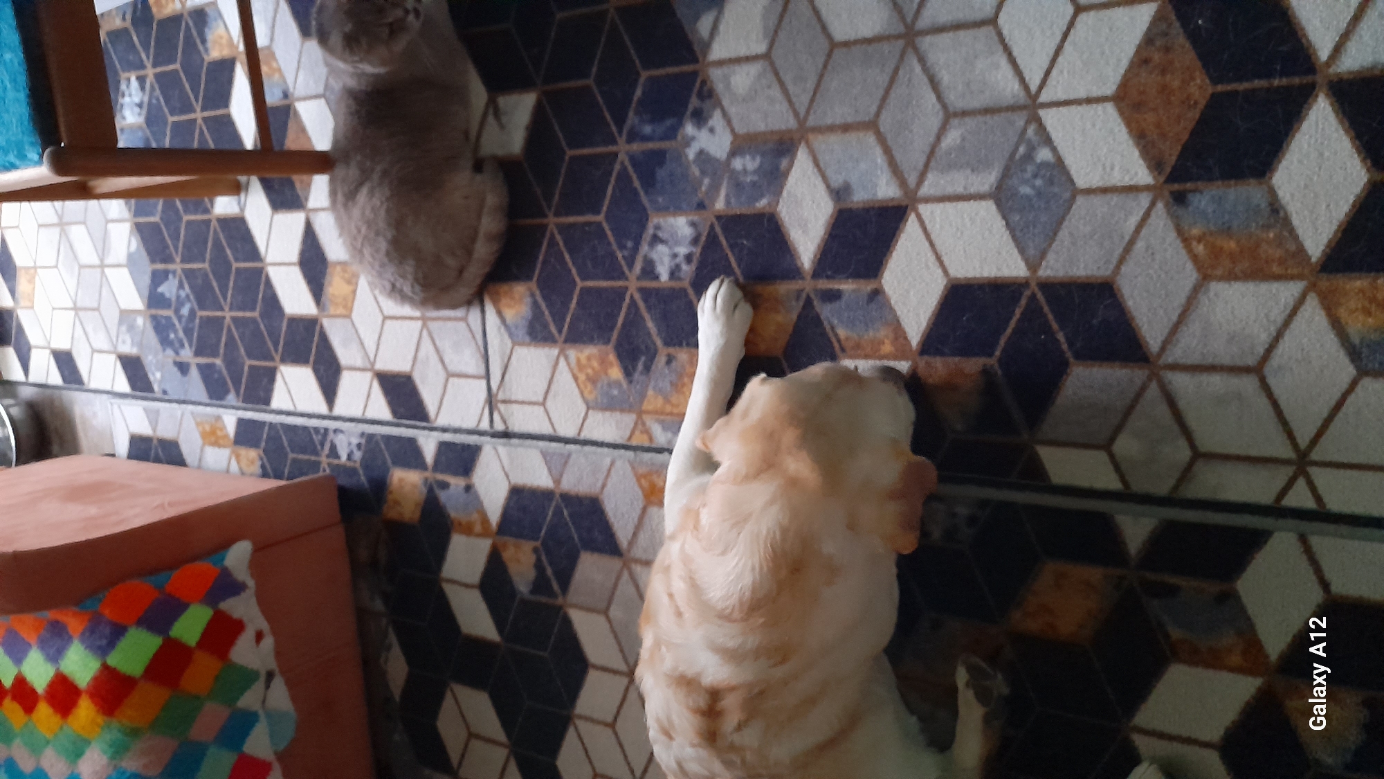 A high-angle shot depicts a room in Марковский, Russia, where a beige cat sits near a light-brown wooden chair to the left, and a light-yellow dog lies on its side. The floor is covered with a geometric-patterned rug. A section of a coral-colored chair is visible with a colorful patchwork pillow on it.