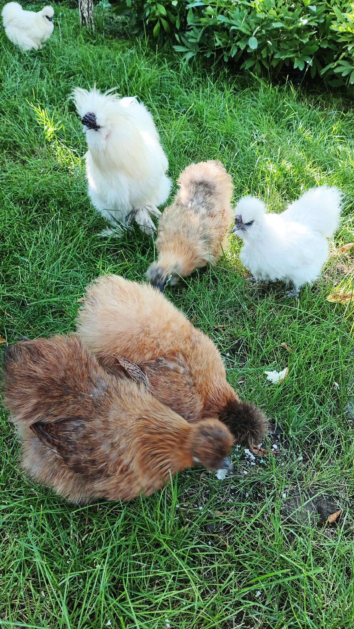 A group of silky chickens are foraging on a grassy lawn. Four chickens are clearly visible: one white chicken in the upper left, another white chicken in the middle right, and two brown/tan chickens in the foreground, with one of them partially obscured by the other. The chickens have fluffy plumage and dark skin and beaks, characteristic of the Silkie breed. The grass is green and appears to be well-maintained. The background shows some foliage, suggesting an outdoor setting. There is no indication of the specific location in Kryvyi Rih, Ukraine.