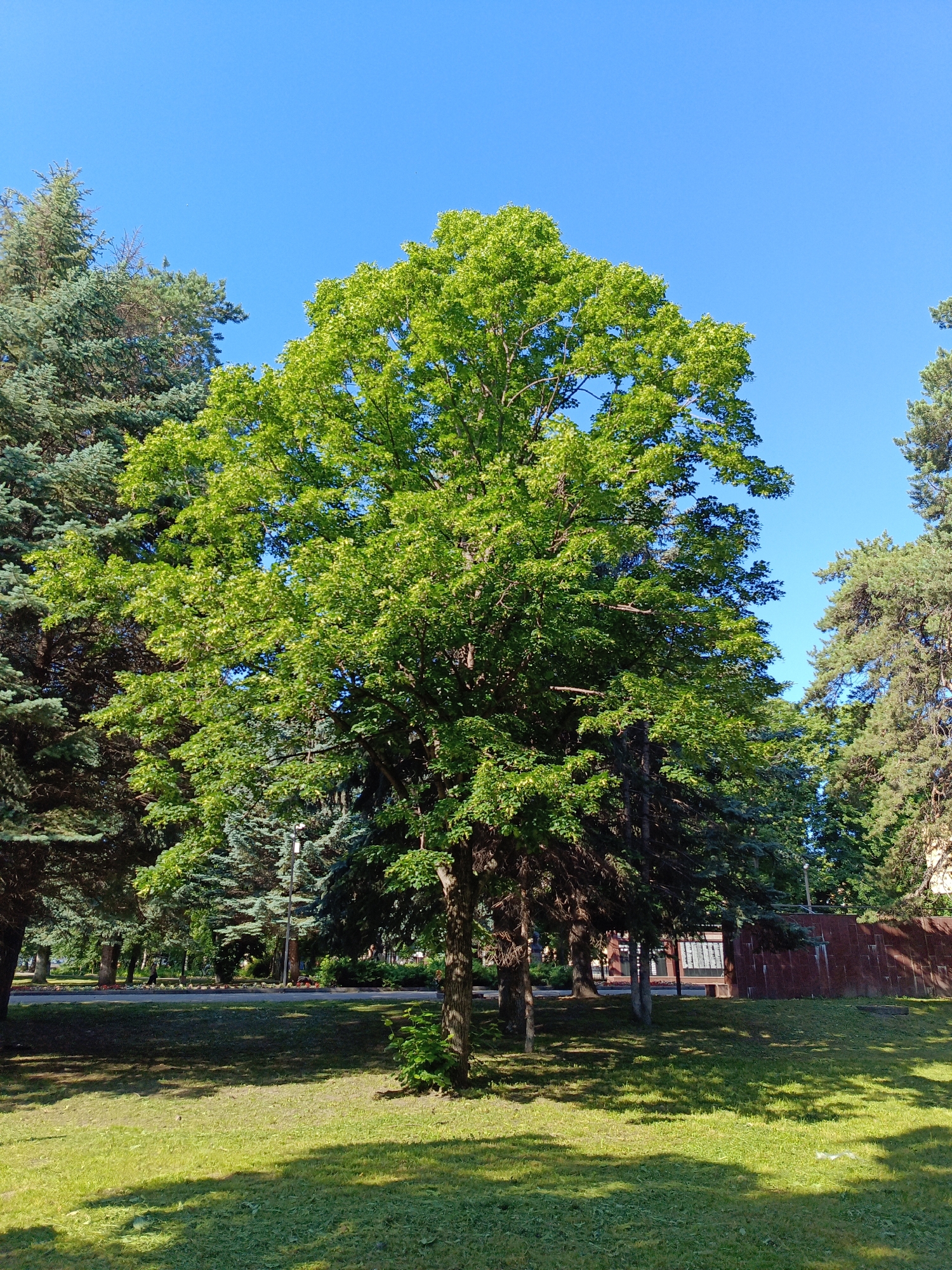 A full shot captures a sunny day in a park with a bright blue sky. In the foreground, a well-maintained lawn is partially shaded by trees. A central, leafy deciduous tree stands tall and vibrant green, surrounded by darker green coniferous trees. In the background, a red brick wall runs horizontally across the scene, with hints of buildings and more trees visible behind it. A paved path runs along the base of the wall, and a street lamp stands near the path. There are no people or animals visible in the frame.