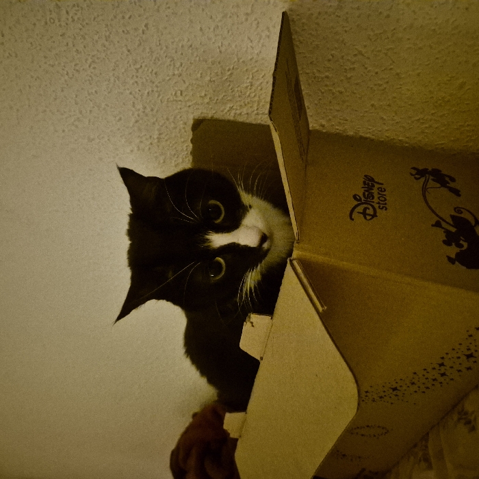 A black and white cat with wide, inquisitive eyes peers out from inside a partly opened brown cardboard box. The box has "Disney store" printed on its side in black lettering, accompanied by black silhouettes of Mickey Mouse. The cat's face is mostly visible, along with a portion of its body inside the box. The background consists of a textured off-white wall, creating a contrasting backdrop for the cat and the box.