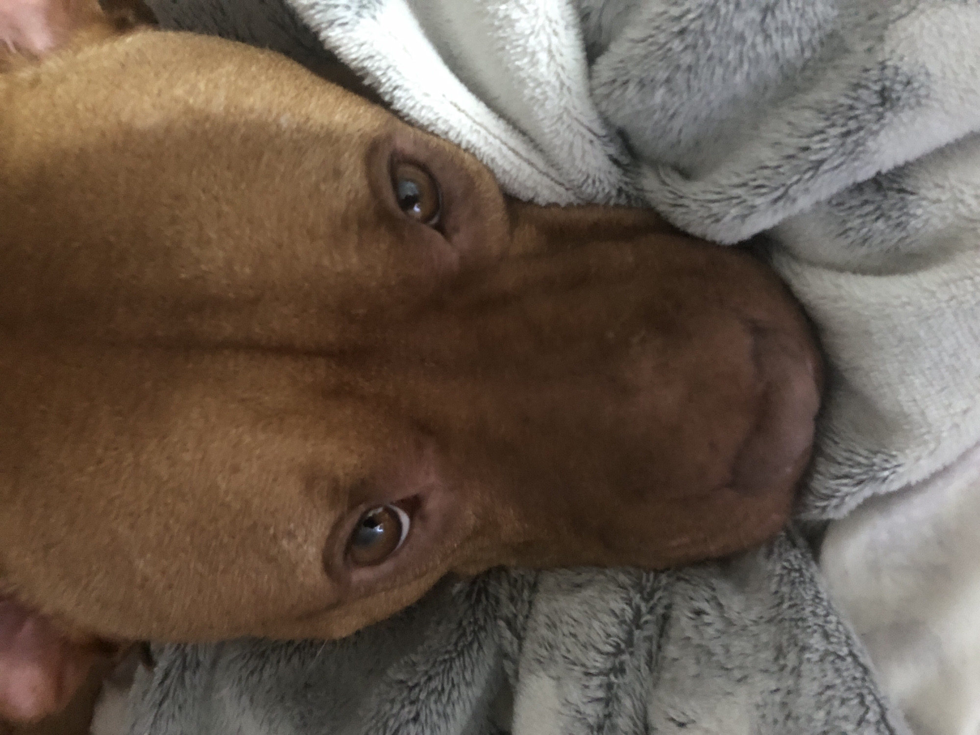 A close-up, angled shot shows a brown dog resting on a gray and white blanket. The dog's head is turned, with its eyes visible and focused. The texture of the dog's fur and the blanket are apparent. There is no information available in the image to infer anything about the location or that it is Sofia, Bulgaria.