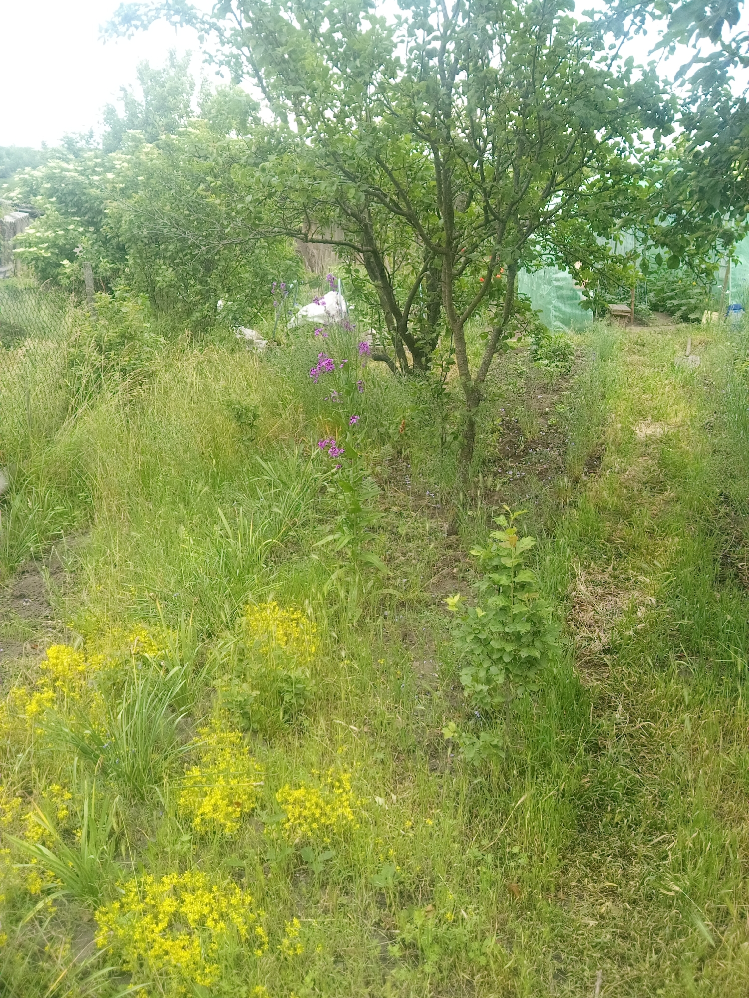 This image depicts an overgrown garden or yard located in Zelenyi Hai, Ukraine, under what appears to be an overcast sky. The foreground is dominated by various green grasses and weeds, interspersed with multiple clusters of bright yellow, low-growing herbaceous plants, particularly in the lower left quadrant. A small, young deciduous plant with green leaves is centrally positioned towards the bottom. On the far left, a chain-link fence is partially visible.
In the mid-ground, a mature deciduous tree with a multi-stemmed trunk and dense green foliage stands prominently. To the left of this tree, a cluster of taller plants with vibrant purple flowers is visible. A discernible, unpaved path or cleared strip of earth runs from the mid-ground towards the background, slightly right of center. To the left of the central tree, a dense group of trees or large shrubs displays lighter green leaves, some bearing small, light-colored blossoms.
The background reveals a structure with a translucent green covering, consistent with a greenhouse or polytunnel, located on the right side. A wooden bench or similar seating object is partially visible in front of this structure. Further behind, additional green trees and dense vegetation fill the horizon. No people or active interactions are present in the scene.