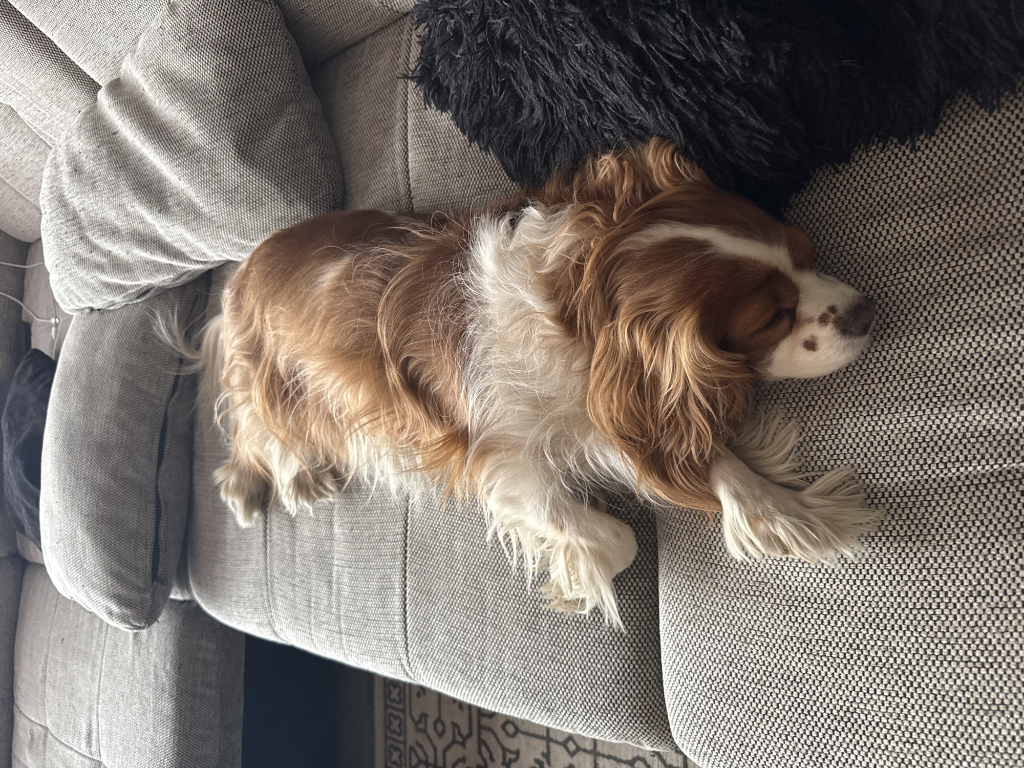 A Cavalier King Charles Spaniel lies asleep on a gray fabric couch with pillows. The couch features a gray pillow on the left, a black fuzzy pillow to the dog’s right, and a gray, textured fabric on the seating surface. The dog is brown and white with long, fluffy ears and white paws. The location is not discernible, and there is no indication of the city of Sofia, Bulgaria. There are no people visible in the image.