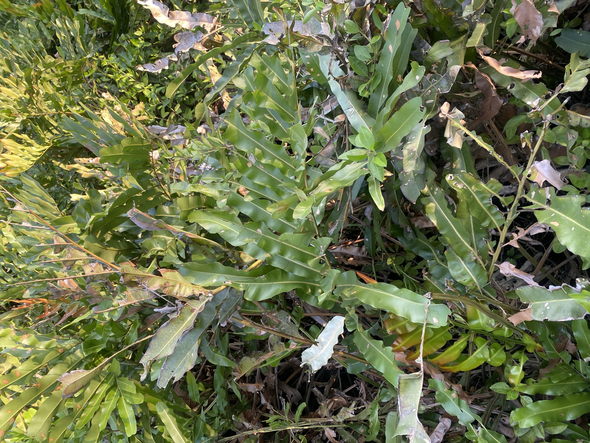 The image is a close-up, eye-level, outdoor shot of dense green foliage. The plants appear to be a mix of ferns and other leafy green vegetation, with some leaves showing signs of browning and damage, suggesting they are either drying out or have been eaten. The lighting indicates it is likely daytime, with sunlight filtering through the leaves, creating some bright spots and shadows. There are no people or man-made objects visible in the frame. The scene is entirely natural, depicting an overgrown area of plants. The location is identified as Sungai Pitung, Indonesia.