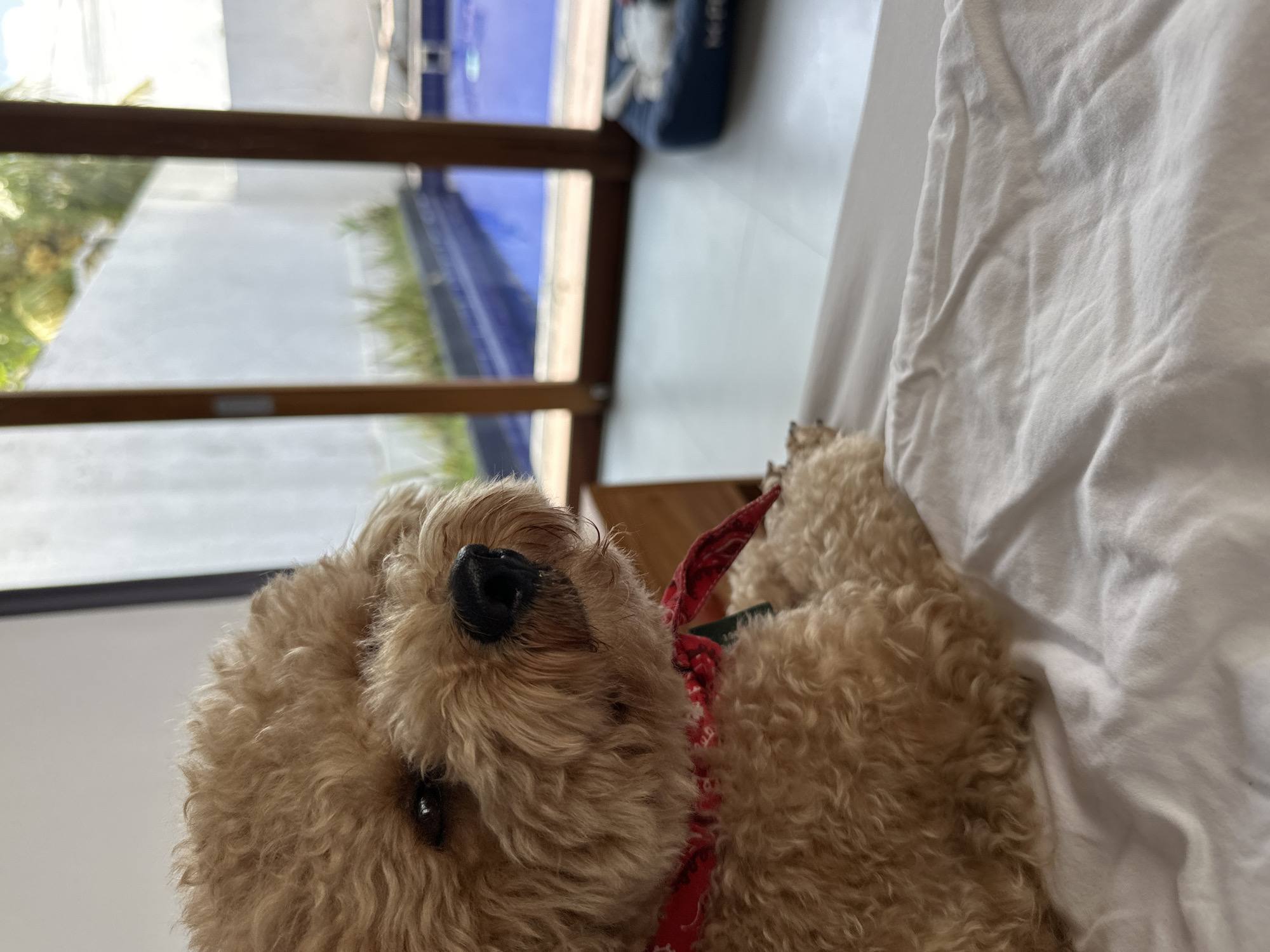 A light brown, curly-haired dog, possibly a Poodle, is situated in the foreground, facing towards the right. It wears a red bandana with white patterns around its neck. The dog's forelegs are resting on white, rumpled bedding that covers the lower portion of the frame. In the background, a large glass sliding door with dark wooden frames separates the interior space from an outdoor area. Beyond the glass, a blue swimming pool is visible, bordered by a white concrete wall topped with green foliage in a dark planter. To the far right, an additional blue dog bed containing a white object is positioned on a light-colored surface adjacent to the pool. The scene is observed within a residential property in Dalung, Indonesia.