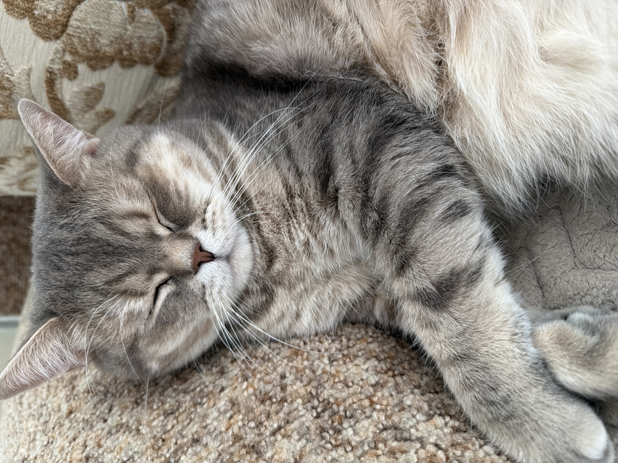 A close-up, eye-level shot shows a tabby cat sleeping on a beige, textured surface, possibly a carpet or cushion. The cat's eyes are closed, and its head is slightly tilted to the right. The cat has gray and black stripes on its fur, with lighter fur on its chest and belly. Its front paws are crossed over its chest, and its body is relaxed. The background consists of a blurred patterned fabric, possibly a sofa or chair. The image is well-lit, with natural light illuminating the cat's fur and features. The overall impression is one of peaceful slumber. There is no discernible connection to the city of Chaikovsky, Russia, as the image lacks any identifying landmarks or context related to that location.