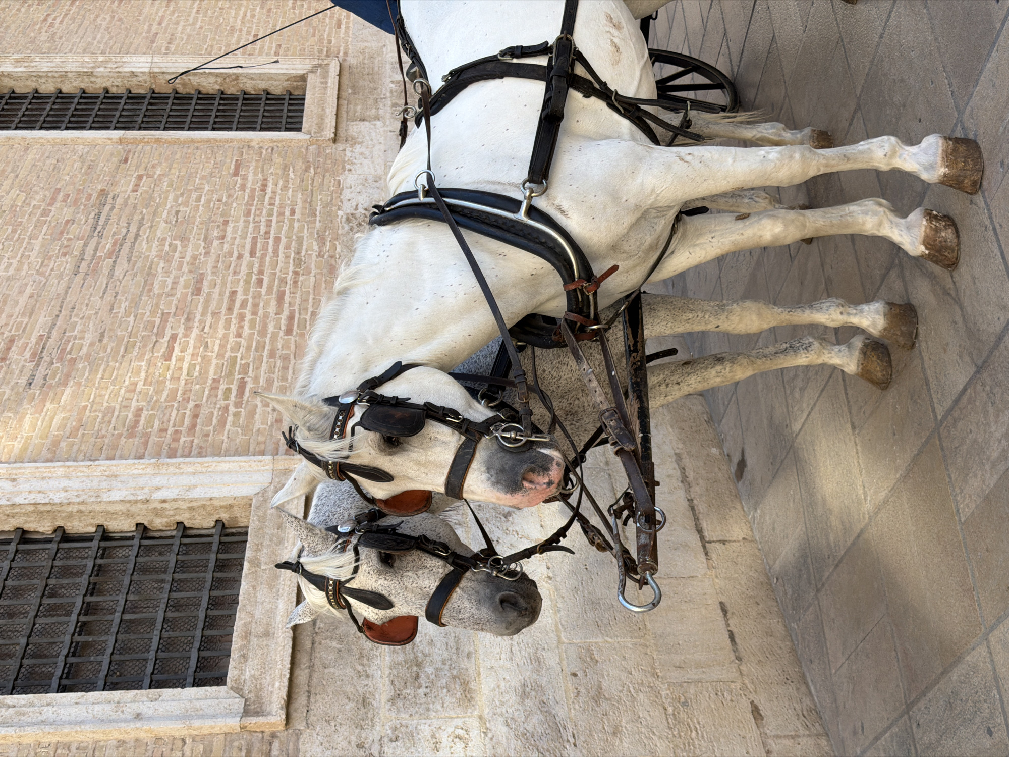 Two white horses, harnessed to a carriage, stand on a tiled sidewalk in front of a brick building with barred windows. The horses are facing left, their heads close together. They are wearing bridles and other tack. The building's facade is made of light brown brick, and there are two tall, narrow windows with dark metal bars. The sidewalk is paved with square tiles. The scene appears to be in Valencia, Spain, a city known for its historic architecture and horse-drawn carriages.