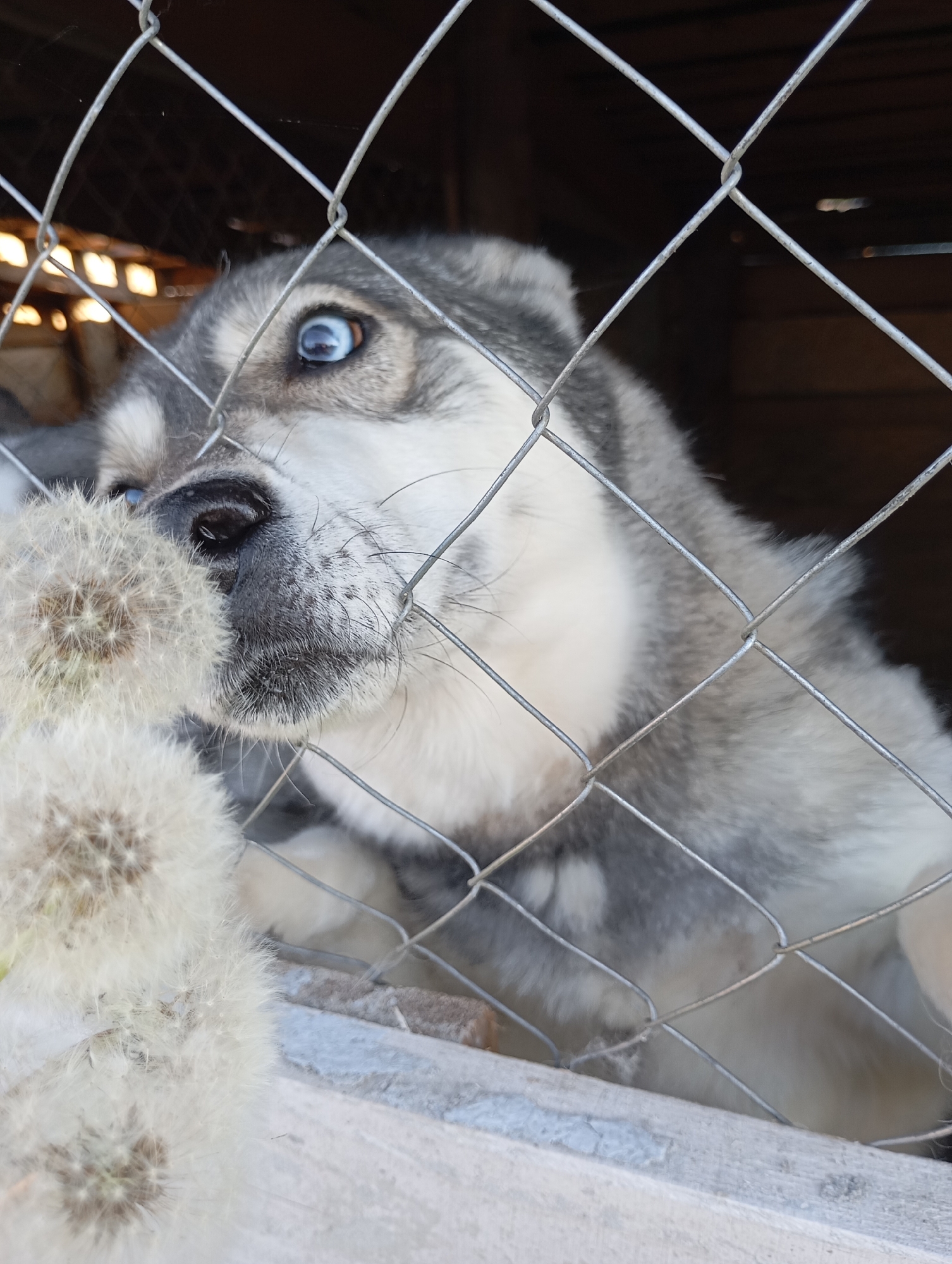 A close-up, eye-level shot shows a husky puppy with striking blue eyes peering through a chain-link fence. The puppy's head is turned to the left, with its nose touching a cluster of fluffy dandelions. The background is dark and appears to be an indoor enclosure, possibly a kennel or doghouse, with wooden walls visible. The light filters in from the left, illuminating the puppy's face and the dandelions. The fence is in sharp focus, creating a barrier between the viewer and the subject. The image conveys a sense of curiosity and a gentle interaction with nature, despite the confinement. There is no indication of the location being in the city of Фоки, Russia.