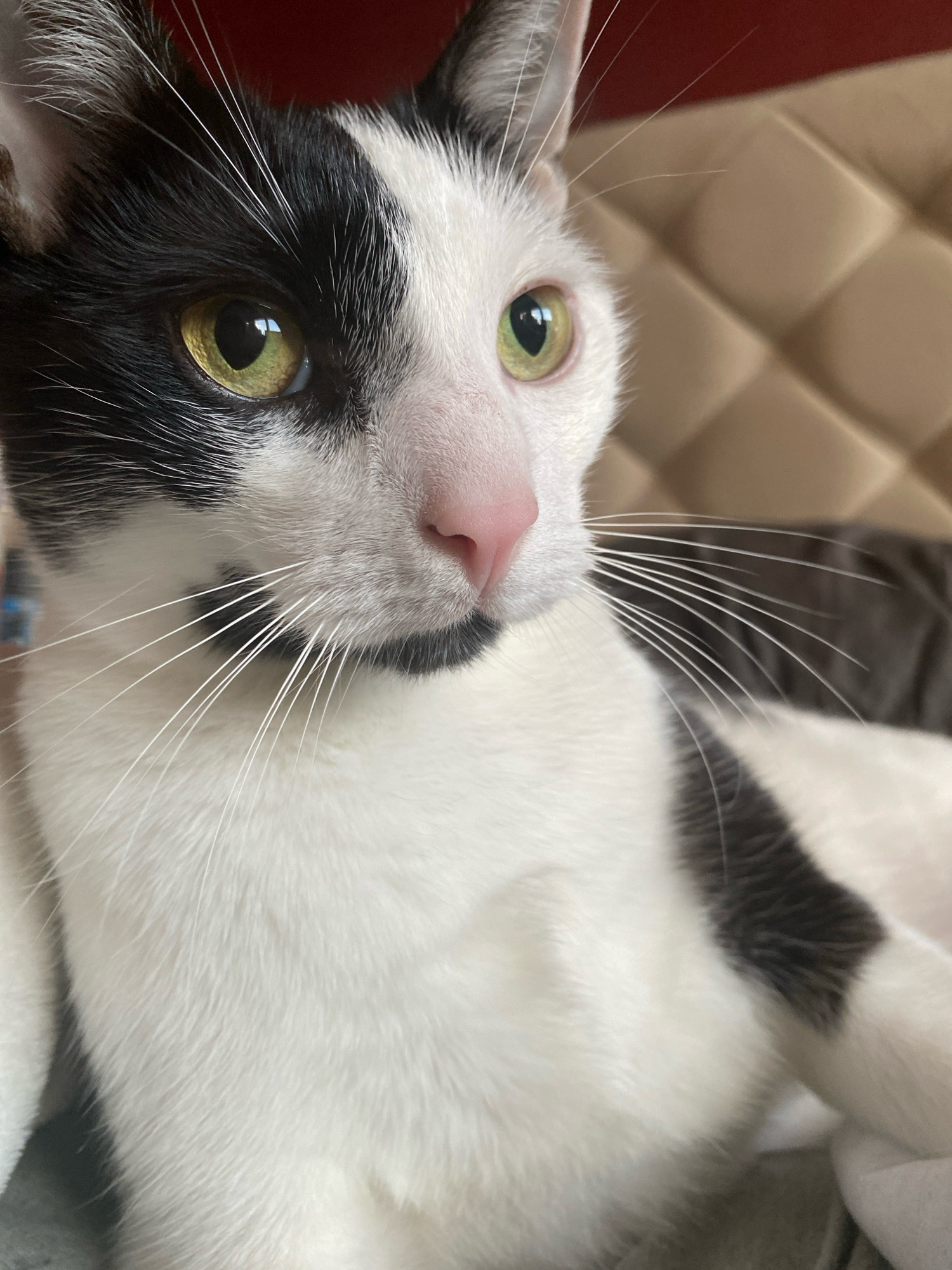 This is a close-up, eye-level, indoor photograph of a black and white cat. The cat is facing towards the right side of the frame, with its head and upper body visible. Its fur is predominantly white with distinct black markings on its head, covering the left eye and part of the forehead. The right side of its face is white with a green eye. The cat has a pink nose and long white whiskers. The background consists of a textured, light brown surface, possibly a piece of furniture, and a dark gray fuzzy surface below. There is no indication of the city of Katowice, Poland, or any human presence.