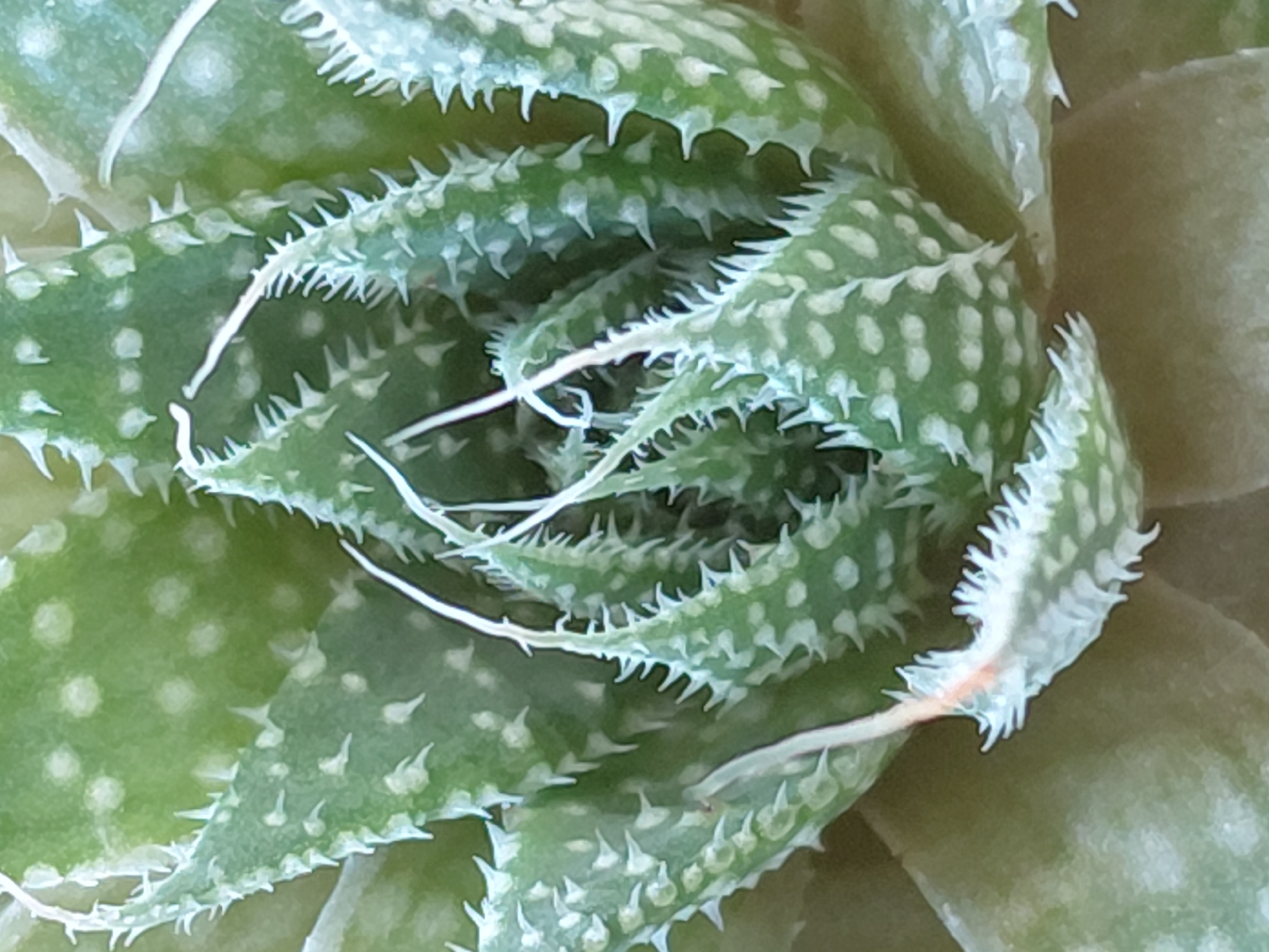 A close-up, eye-level, vertical shot captures the intricate details of a green succulent plant, likely an Aloe, with white speckles and sharp, serrated edges on its fleshy leaves. The plant is centered in the frame, with its triangular leaves overlapping and forming a rosette. Fine, white, hair-like structures protrude from the edges of the leaves, adding a delicate contrast to their spiky appearance. Some of the leaves exhibit a slight orange hue at their tips. The background is a soft blur of muted green and brown, suggesting a natural setting. This image was taken in Pleven, Bulgaria.