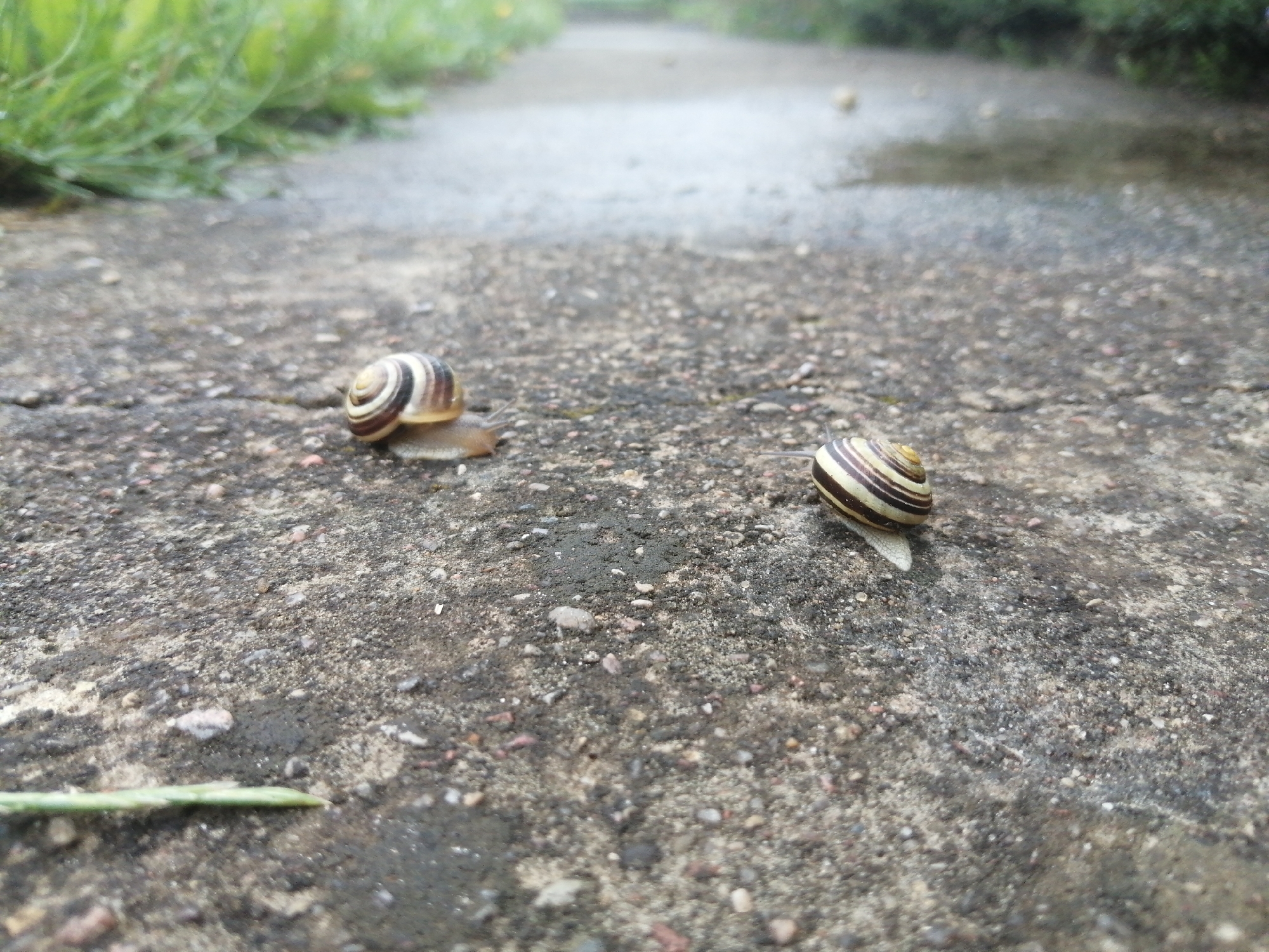 Two snails are on a wet, gritty, asphalt path. The snail on the left is larger and has a brown and white striped shell. It is partially obscured by its body, which is a light brown color. The snail on the right is smaller and has a similar brown and white striped shell. Its body is not visible. In the background, there is lush green grass and a wet, reflective path. The scene appears to be outdoors, possibly in a park or natural area. The image does not provide any specific details that would allow for pinpointing a location in Slonim, Belarus.