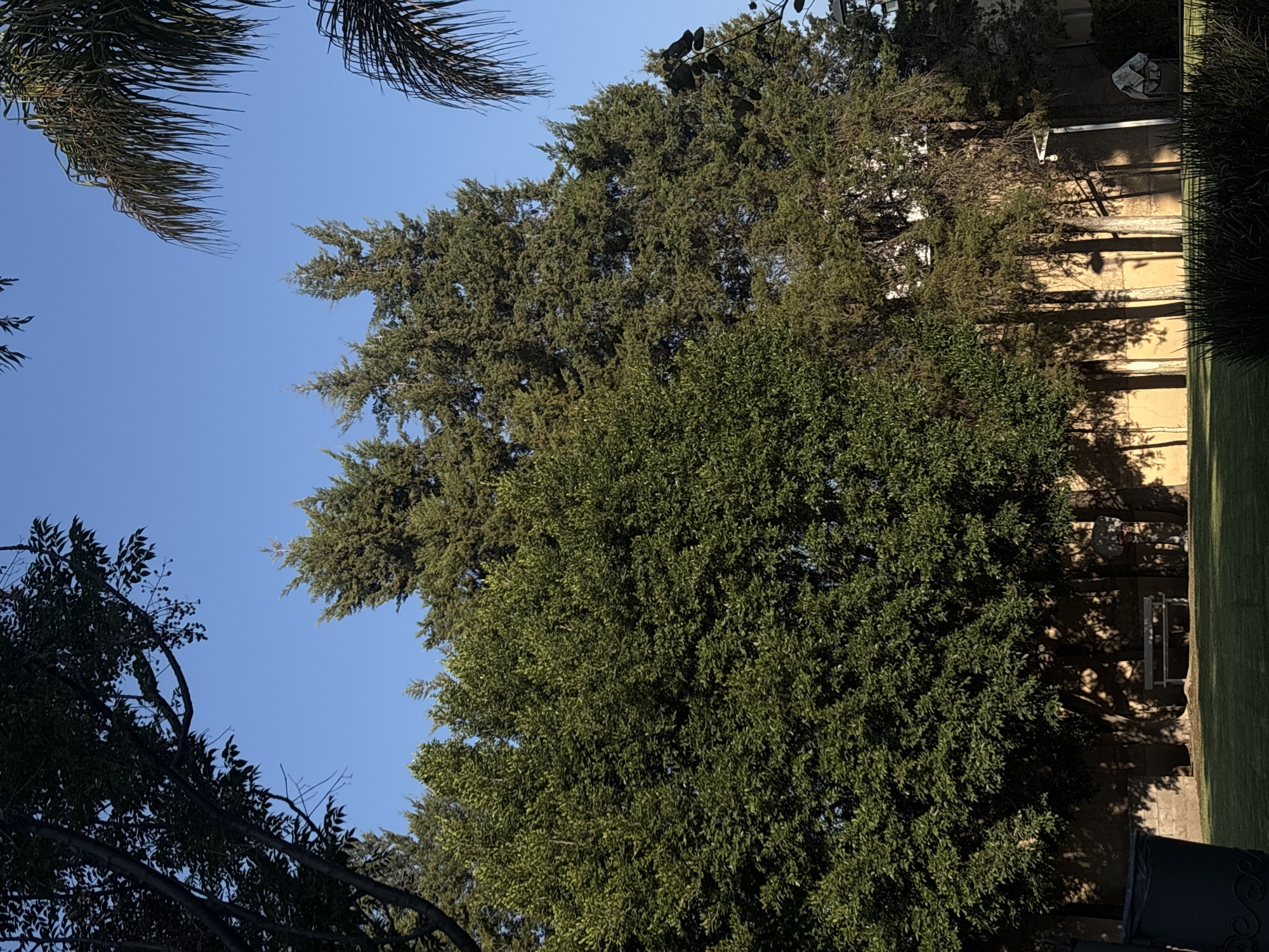 The image shows a view of a sunny outdoor scene in Puebla, Mexico. The sky is blue, visible between the branches of several trees. The trees are various types, including palm trees, a tall conifer, and a full, leafy deciduous tree. The background features a light-colored building or structure, with shadows cast by the trees upon it. A patch of grass is visible on the right side of the frame, along with some fencing or decorative ironwork in the lower right corner. A bench is visible in the background, partially obscured by shadows. The location is likely a garden or park-like setting within the city.