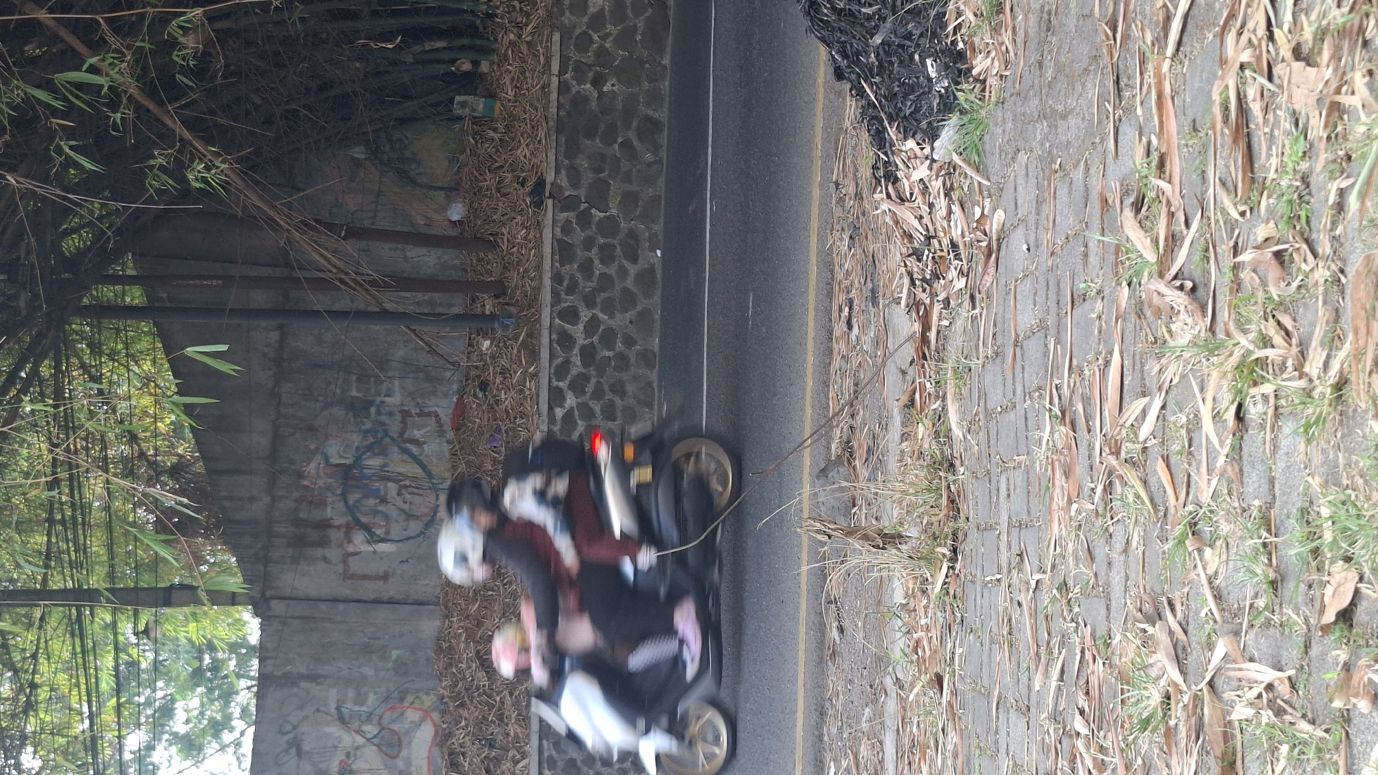 In Cilaku, Indonesia, a motorcycle carrying three individuals travels on a paved road. The rider, wearing a white helmet, is in the front, followed by two passengers. The passenger behind the rider is wearing a dark helmet and a maroon top, while the person at the very back, wearing a pink helmet, is dressed in a pink shirt. The motorcycle itself is silver and appears to be moving at a significant speed, indicated by the motion blur of its wheels and the riders.
The setting is a roadside with a concrete wall, possibly a retaining wall, on the left, covered in graffiti. Bamboo plants are visible behind the wall, with some dry leaves scattered on the ground. To the right of the road, there's a pile of dry leaves and possibly some charred material. The foreground shows a paved walkway or sidewalk with more dry leaves and sparse grass growing between the paving stones. The lighting suggests it is daytime, with a mix of sunlight and shade from the bamboo.