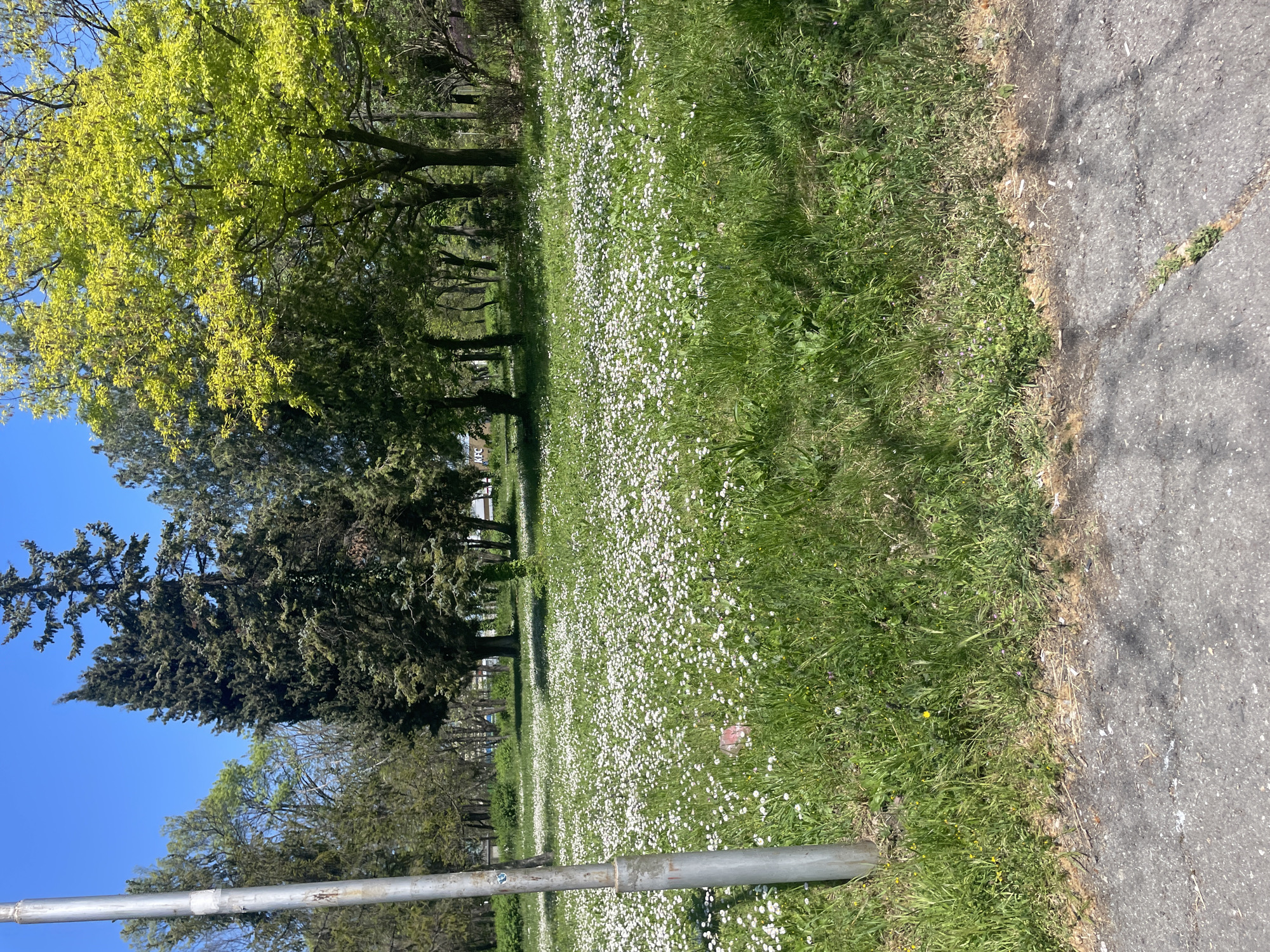 The image depicts a grassy area with a large number of small white flowers, likely daisies, in a park-like setting. Trees are visible in the background, some with bright green foliage. A metal pole is in the foreground, running along the bottom left corner of the image. To the right of the grassy area is a paved walkway or road. The location is Burgas, Bulgaria.