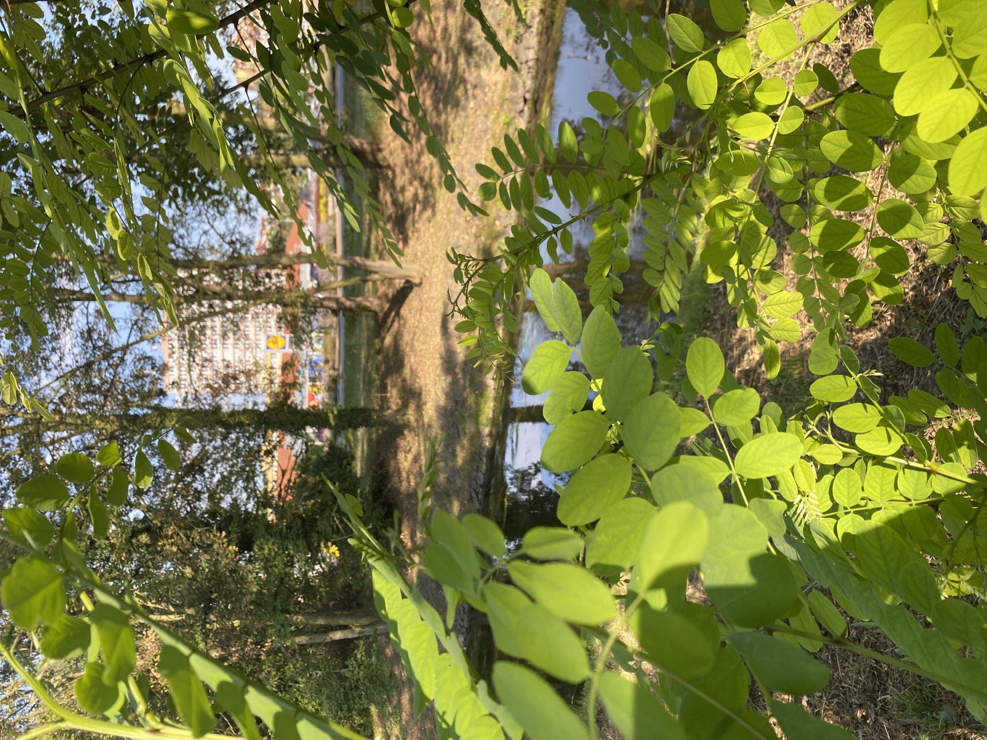 The image depicts a sun-dappled view of a small stream running through an urban green space in Bílina, Czechia. In the foreground, vibrant green foliage from an acacia tree dominates the frame, with its leaves catching the sunlight and casting shadows. Beyond the foliage, the shallow stream reflects the blue sky and surrounding trees. In the background, several trees stand along the bank of the stream, and beyond them, a multi-story residential building with a light-colored facade and numerous windows is visible. A yellow sign for Lidl is also visible near the building. The scene appears tranquil, with no people present. The time of day is likely late afternoon or early evening, judging by the warm sunlight.