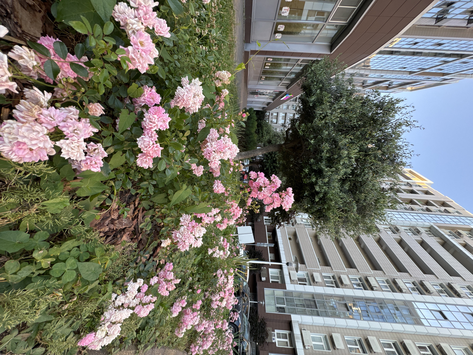 The image depicts a street scene in Sochi, Russia, with a focus on a vibrant cluster of pink roses and lush green foliage in the foreground. The roses are in full bloom, their delicate petals creating a soft, romantic visual. Behind the roses, a large, mature tree with dark green foliage stands tall, its branches reaching upwards.
In the background, a modern, multi-story building dominates the scene. Its facade is a mix of light brown and white panels, with numerous windows reflecting the sky and surrounding environment. Some windows appear to be open. The architecture suggests an urban setting, possibly a residential or commercial complex. The building's design is linear and contemporary, with balconies or projecting elements adding depth.
To the right of the building, another taller structure with a glass facade is visible, reflecting the clear, pale blue sky. The sky suggests it is daytime, likely late afternoon or early evening, given the soft light and long shadows. The overall atmosphere is peaceful and serene, with the natural beauty of the roses contrasting with the man-made urban environment. There is no visible text in the image. The orientation of the image is vertical.