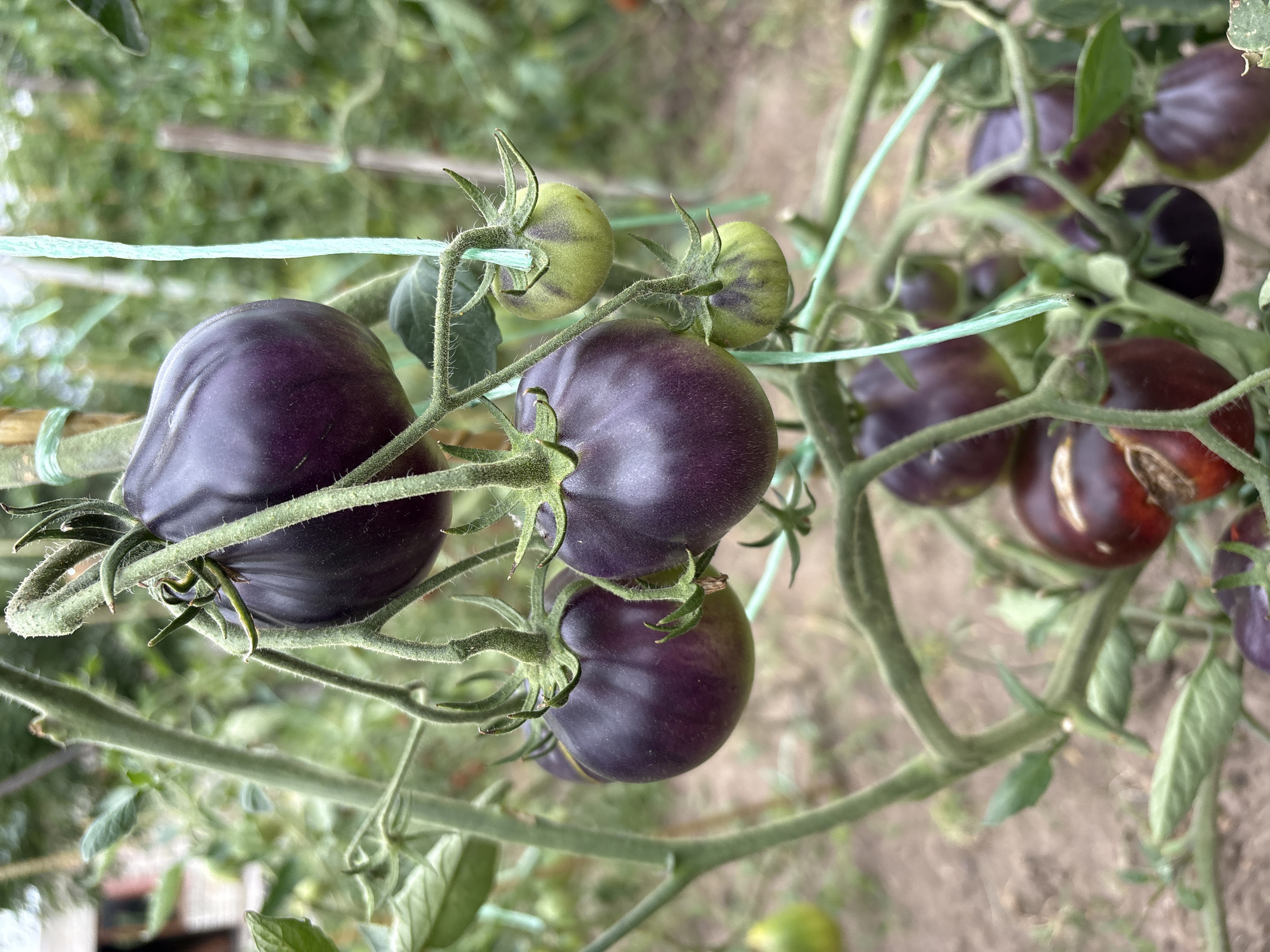 The image depicts a cluster of ripe, deep purple tomatoes on a vine in a garden setting. The tomatoes are round and slightly flattened, with a smooth skin. Some of the tomatoes show a greenish hue at the stem, indicating they are not fully ripe. The vine is supported by a green string, suggesting it is being cultivated. In the background, out of focus, there are more tomato plants and a dirt ground. The overall scene is one of natural growth and agricultural cultivation, likely in a rural or suburban area. The image does not contain any people, or evidence suggesting the specific location in Petrykiv, Ukraine.