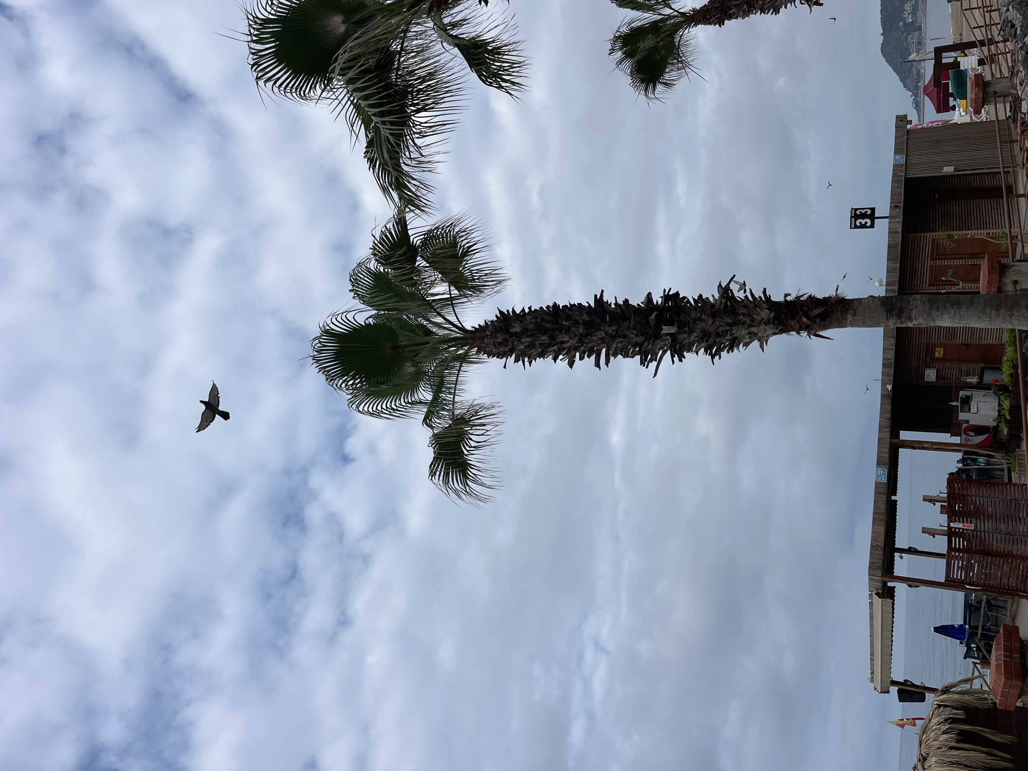 The image depicts a beach scene in Alanya, Turkey. The view is oriented upwards, showcasing palm trees against a cloudy sky with a bird in flight. A beach facility is visible, indicated by signage bearing the number "33". In the background, there are beach umbrellas and a hill.