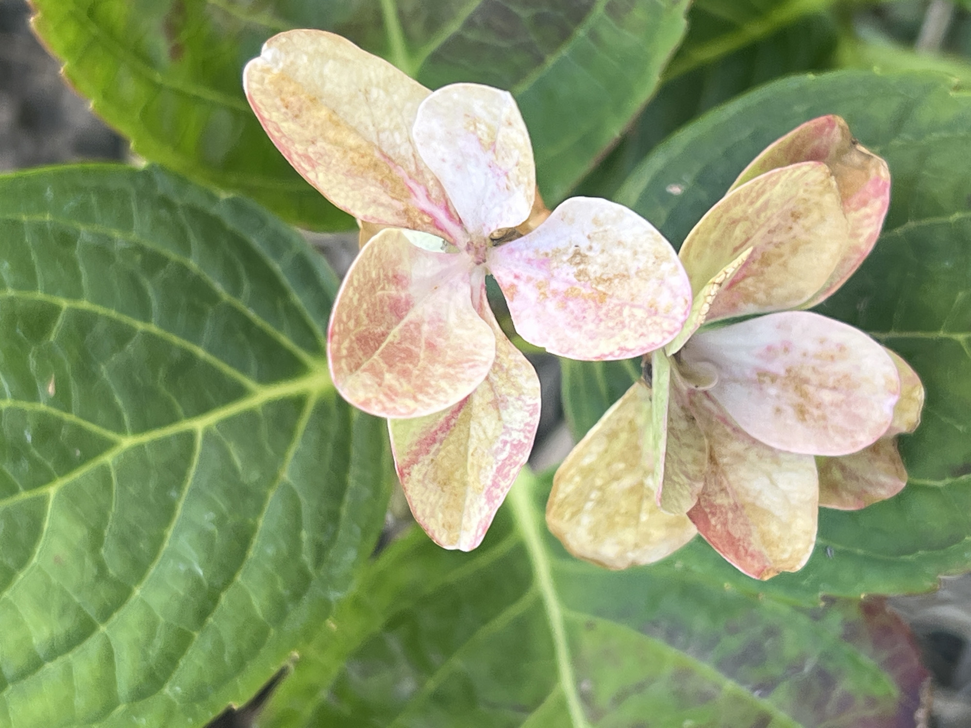 The image shows a close-up view of two hydrangea flowers in bloom, set against a backdrop of large green leaves. The petals of the flowers are a blend of soft pink, cream, and pale yellow, with delicate streaks of darker pink and brown. The leaves are broad and veined, typical of hydrangeas, with some areas showing a slight purplish or reddish tint. The lighting suggests it is daytime, with soft shadows indicating natural light. There are no people or man-made objects visible in the frame. The scene appears to be in a garden or natural outdoor setting. The location is specified as Smolenskaya, Russia.