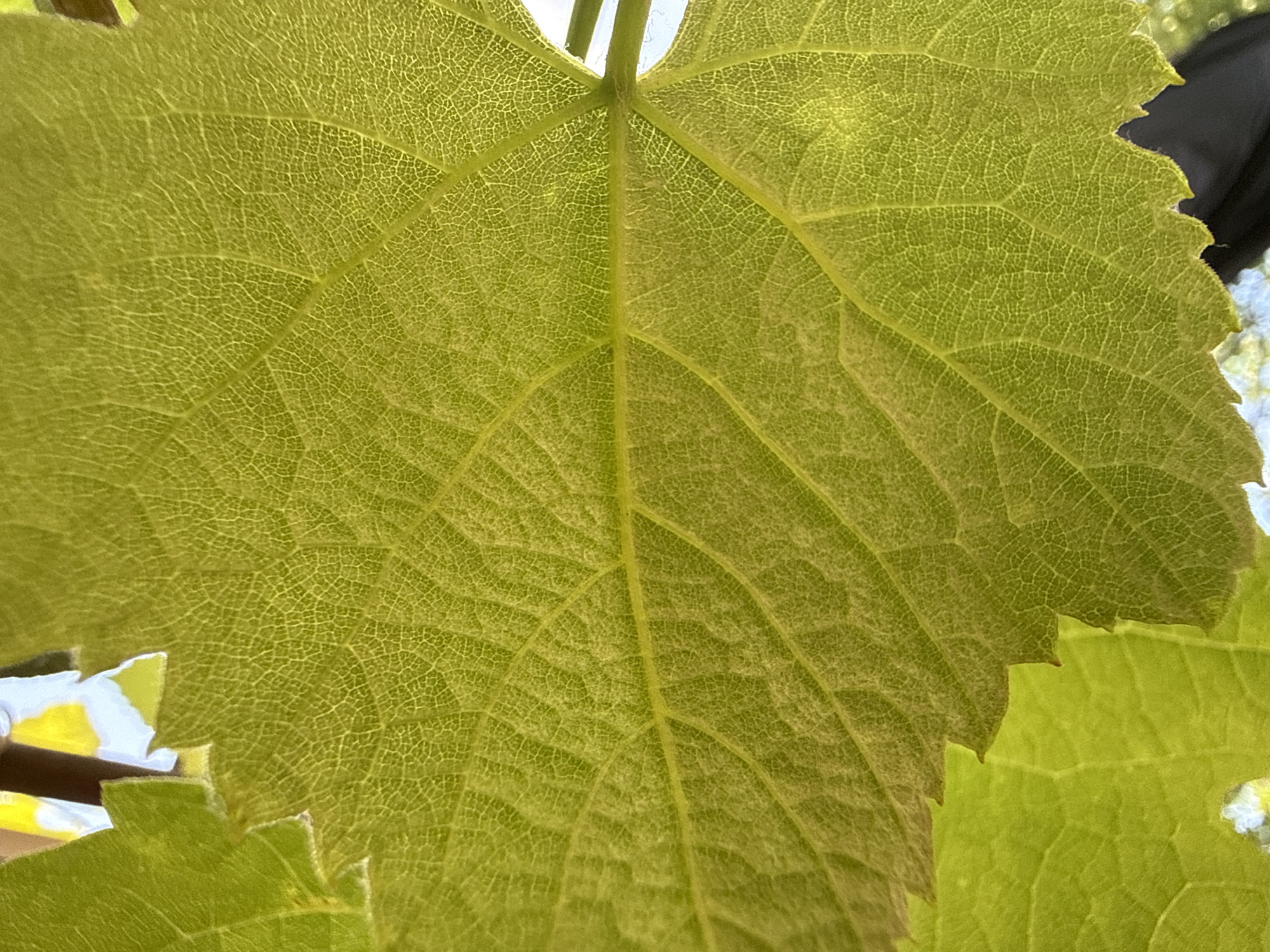 A close-up, backlit image depicts a vibrant, yellowish-green leaf, likely from a vine or similar plant, in the city of Valky, Ukraine. The intricate network of primary, secondary, and tertiary veins is clearly visible across the entire leaf surface due to the sunlight filtering through from behind. A prominent central vein traverses horizontally through the mid-section of the leaf, with multiple lighter-colored secondary veins branching outwards. The leaf's edges exhibit a slightly serrated or undulated texture. In the blurred background, diffuse bright light areas suggest an outdoor, sunlit environment, with hints of other foliage and indistinct dark shapes. No people, specific objects other than the leaf, or active interactions are visible.