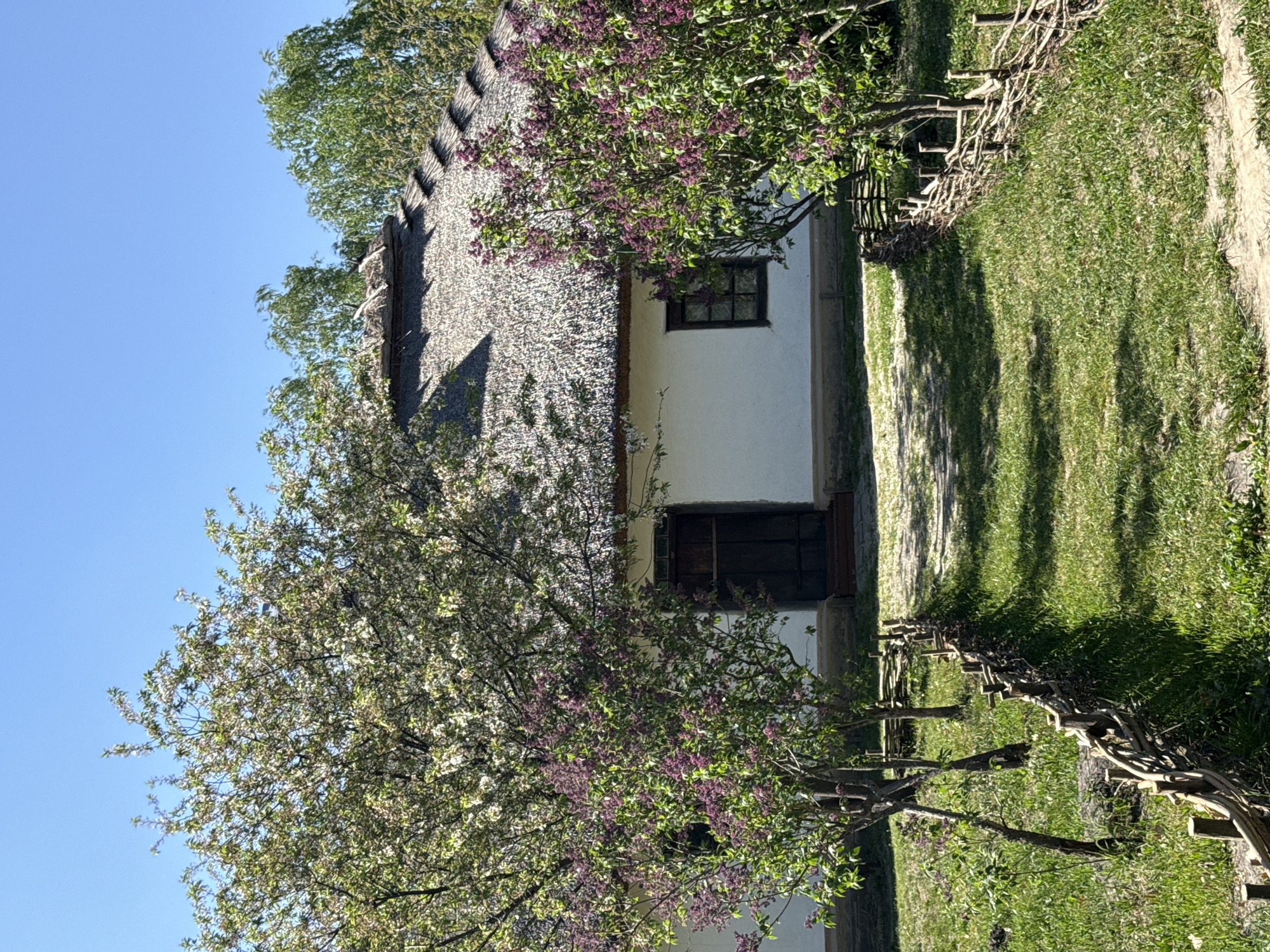 The image shows a traditional Ukrainian house with a thatched roof and whitewashed walls. A tree with white blossoms is in the foreground, partially obscuring the view of the house. Lilac bushes are also visible near the house. A simple wooden fence lines a grassy path leading to the house. The sky is clear and blue.
This is likely a building in the Pyrohiv Open-Air Museum of Folk Architecture and Life of Ukraine, located on the outskirts of Kyiv, Ukraine. This museum showcases traditional rural architecture from various regions of Ukraine.