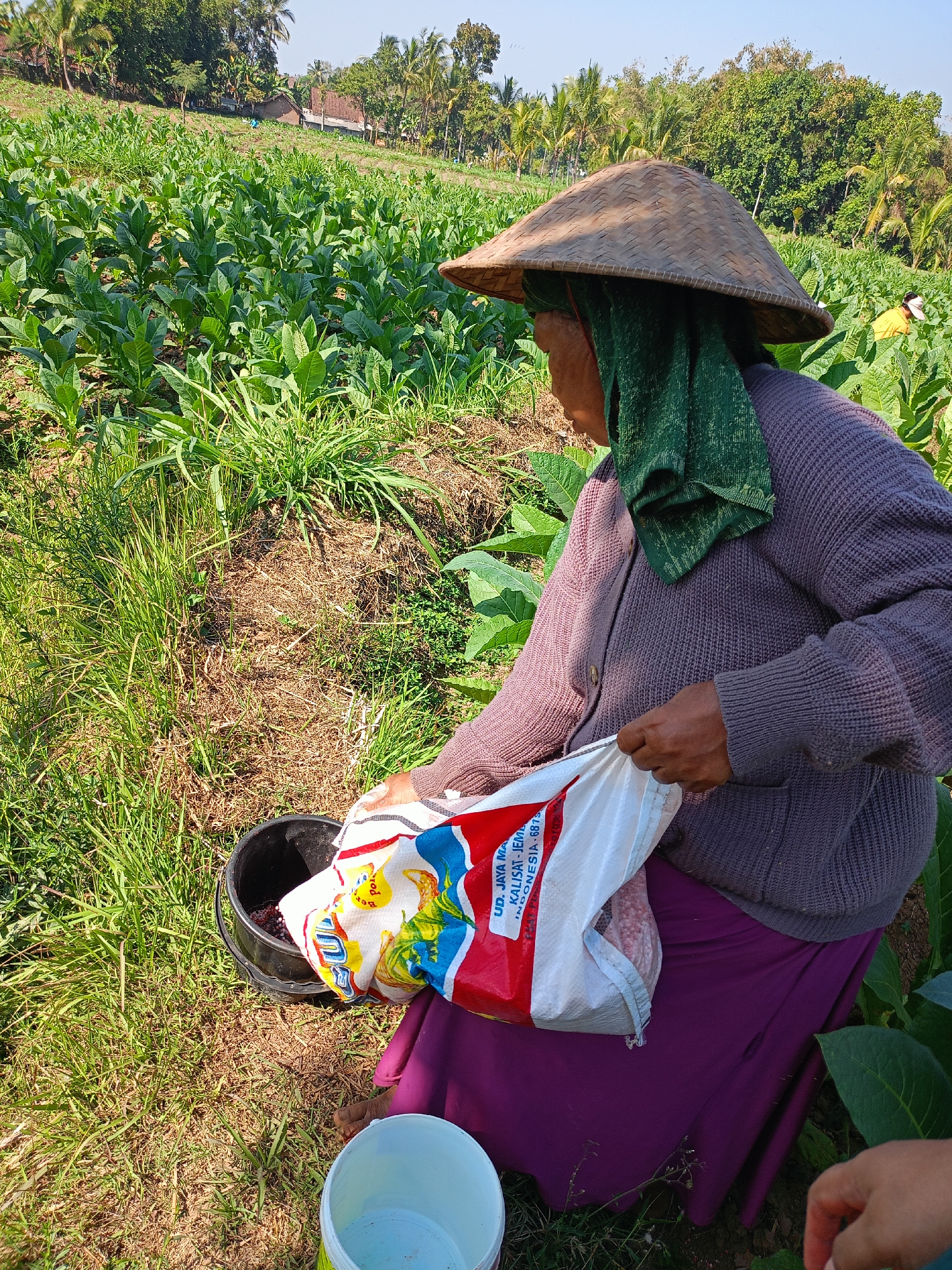 In Panduman, Indonesia, an elderly woman with a green headscarf and a woven conical hat kneels in a field of lush green tobacco plants. She is wearing a purple knitted cardigan and a purple skirt. The woman is holding a white and red bag with some writing on it and is pouring something from it into a black bucket beside her. The ground is covered with dry leaves and grass. Another person's hand is visible in the lower right corner of the frame. In the background, more tobacco plants and trees are visible, along with a few buildings on a hillside under a clear blue sky.