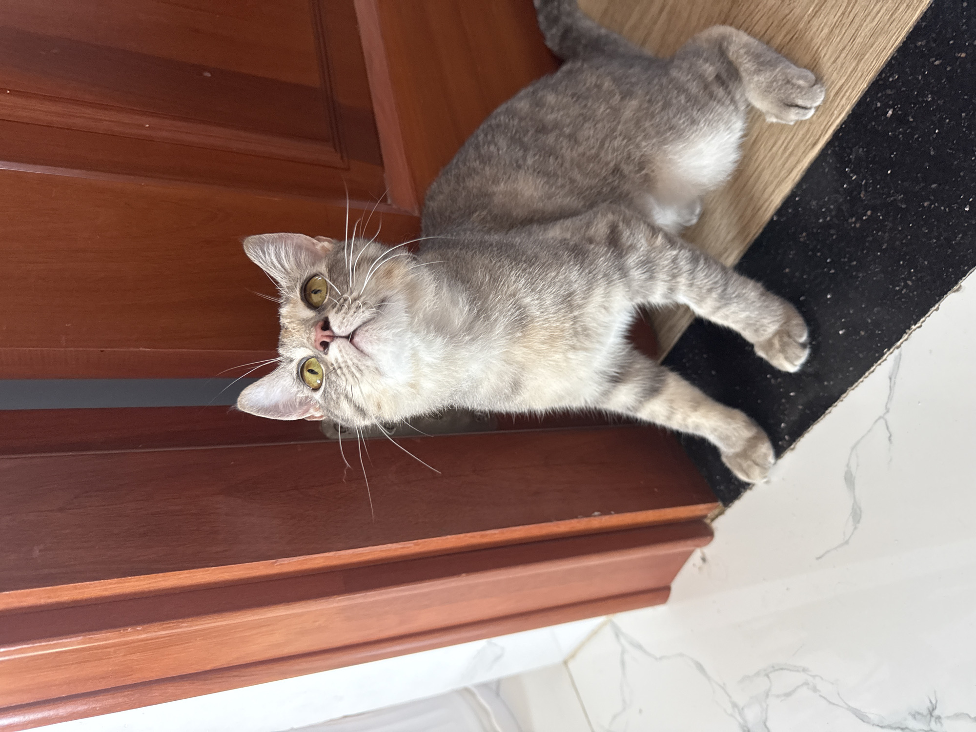 A tabby cat with yellow eyes is in a crouched position, looking upwards. The cat is positioned on a wooden floor next to a dark mat. Behind the cat, a wooden door is visible. The floor is made of white marble tiles with grey veins. The lighting suggests it is daytime. The scene is indoors, likely within a residential setting in Bac Nha Trang Ward, Vietnam.