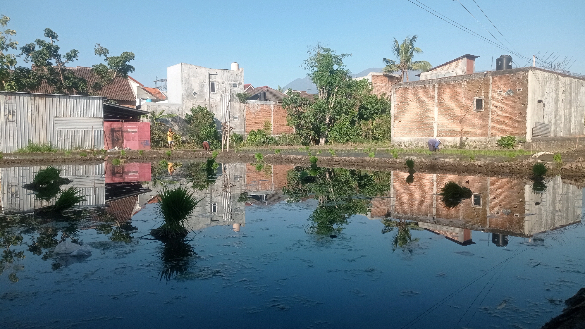 The image depicts a flooded rice paddy in Mulyoagung, Indonesia, reflecting buildings and vegetation under a clear blue sky. In the foreground, clumps of young rice seedlings are partially submerged in the water. The middle ground shows a farmer, dressed in a blue shirt and light-colored pants, tending to the rice plants by hand. To the left, a metallic corrugated shed with a red door is visible, with houses and trees behind it. To the right, an unfinished brick building and a concrete structure are prominent, also surrounded by greenery. The water's surface is calm, creating a clear, inverted reflection of the scene above. The overall atmosphere is tranquil and rural, indicative of agricultural activity.