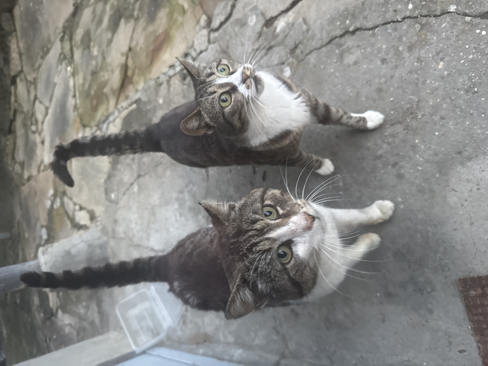 Two tabby cats, one in the foreground and one slightly behind and to the right, stand on a cracked concrete patio with irregular stone pavers visible in the background. The cat in the foreground has white on its chest, muzzle, and paws, with green eyes looking directly at the camera. The cat behind it also has green eyes and a white chest, with its head turned slightly to the right. Both cats have their tails raised. A white plastic container is visible to the left of the foreground cat, and a textured dark mat is on the ground in the lower left corner. The scene appears to be an outdoor, possibly residential, area. The image was taken in the city of Gabrovo, Bulgaria.