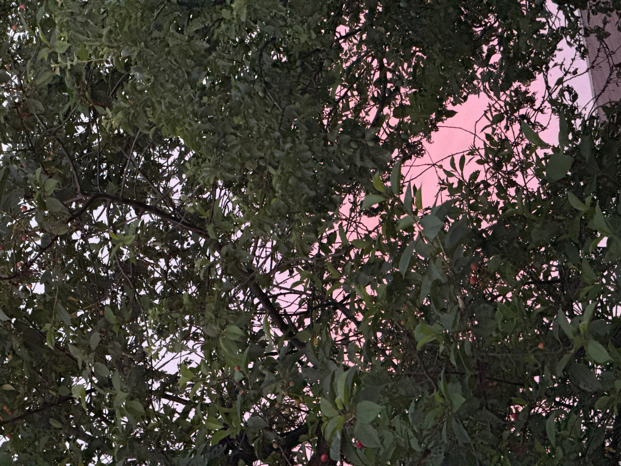 The image depicts a close-up view of a tree with dense green foliage and dark branches, interspersed with small red berries. The sky visible through the branches is a vibrant pink, suggesting it is either sunrise or sunset. The lighting is dim, indicating it is not midday. No people, structures, or specific landmarks are clearly identifiable, making it impossible to pinpoint a specific location within Mikhaylovsk, Russia. The scene is natural, focusing on the tree and the sky.