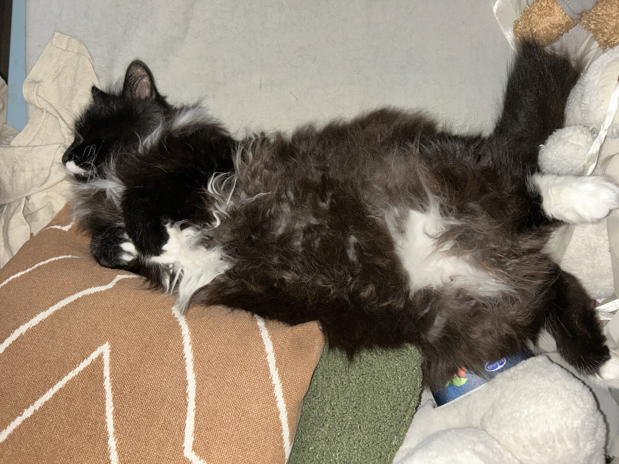 An overhead shot shows a fluffy black and white cat sleeping on its back on a light-colored surface, possibly a bed or couch. The cat is positioned diagonally, with its head facing the upper right corner of the frame. Its eyes are closed, and its legs are splayed out. To the left of the cat is a brown pillow with a white zig-zag pattern. A green, textured pillow is partially visible beneath the brown pillow. Several white stuffed animals are scattered around the cat. The overall scene suggests a comfortable and relaxed environment.