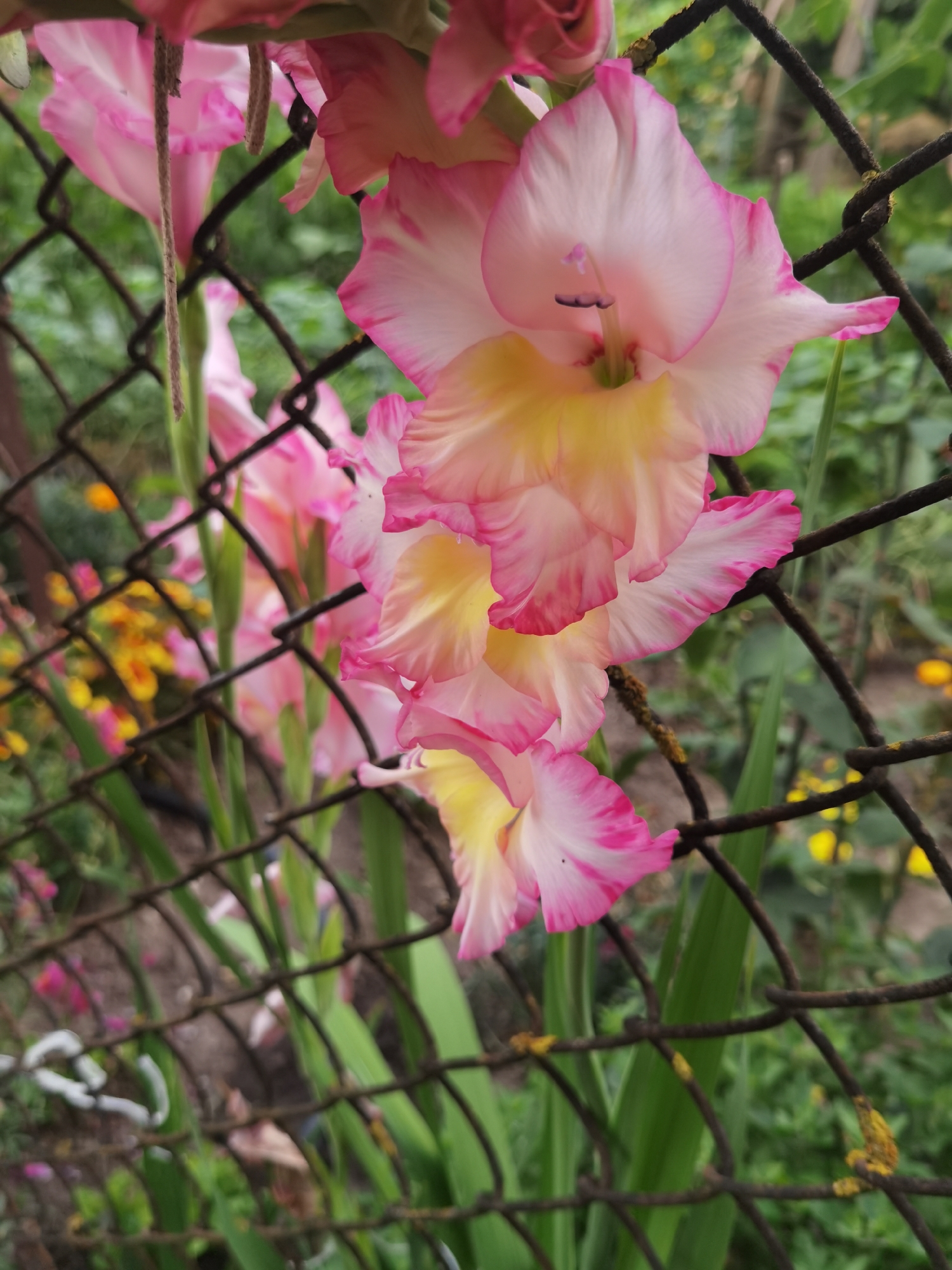 In Lomets, Bulgaria, a close-up shot captures a cluster of pink and yellow gladiolus flowers partially obscured by a rusty chain-link fence. The flowers, with ruffled petals edged in vibrant pink, are in bloom, their delicate stamens visible. Green gladiolus leaves extend upwards, and in the blurred background, other flowers and foliage create a soft, natural setting. The fence, with its weathered texture and metallic sheen, adds a rustic element to the composition.