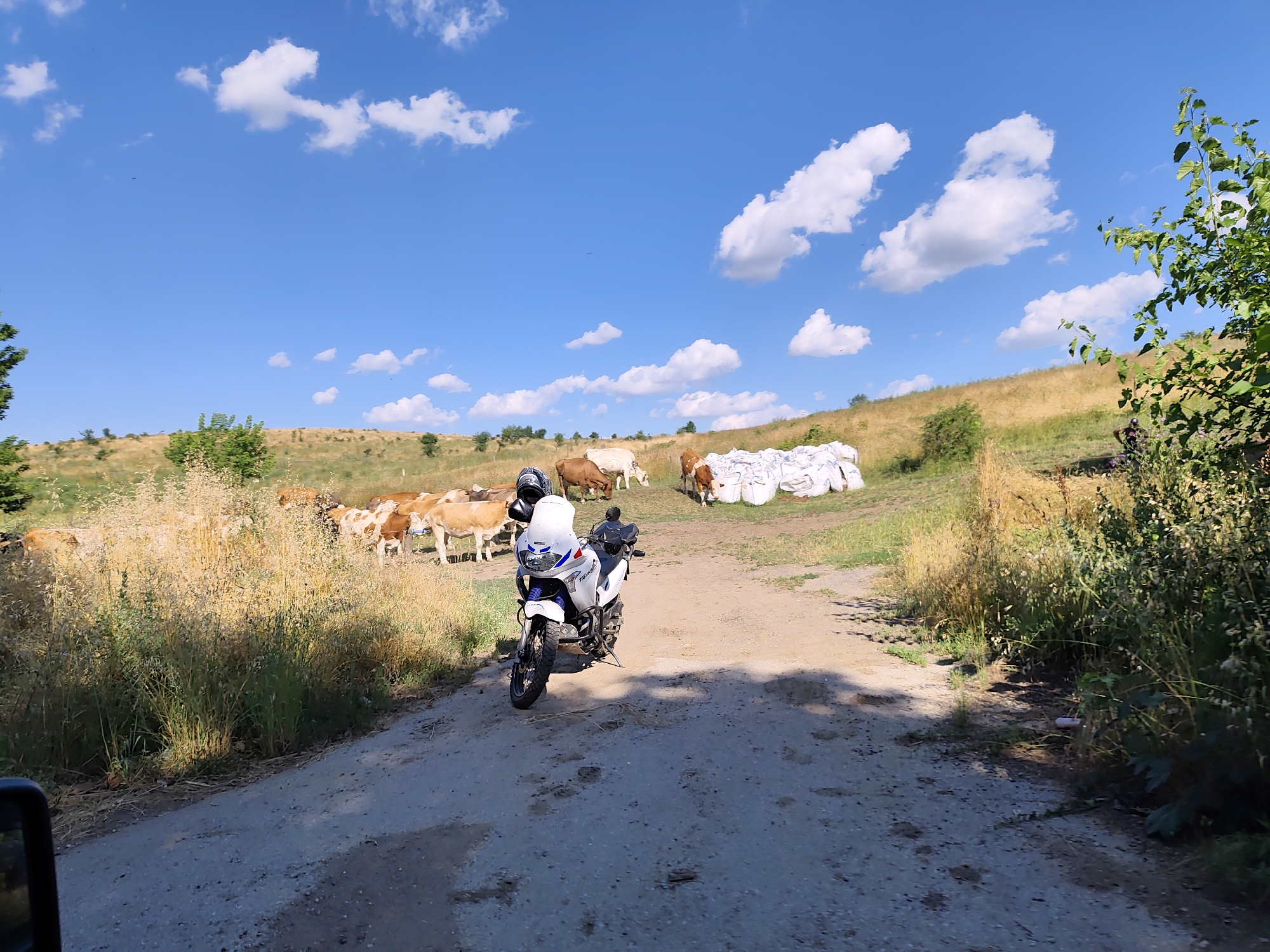 In Strezherovo, Bulgaria, on a sunny day, a white motorcycle with a rider wearing a helmet is parked on a dirt road. The motorcycle is a dual-sport type with a white fairing and blue and red accents. Behind the motorcycle, a herd of cows grazes on a grassy hillside. The cows are various shades of brown and white. Several large white sacks are piled on the ground near the cows. The sky is bright blue with scattered white clouds. The surrounding landscape is dry and grassy, with trees and bushes visible in the background. The scene appears to be rural and agricultural.