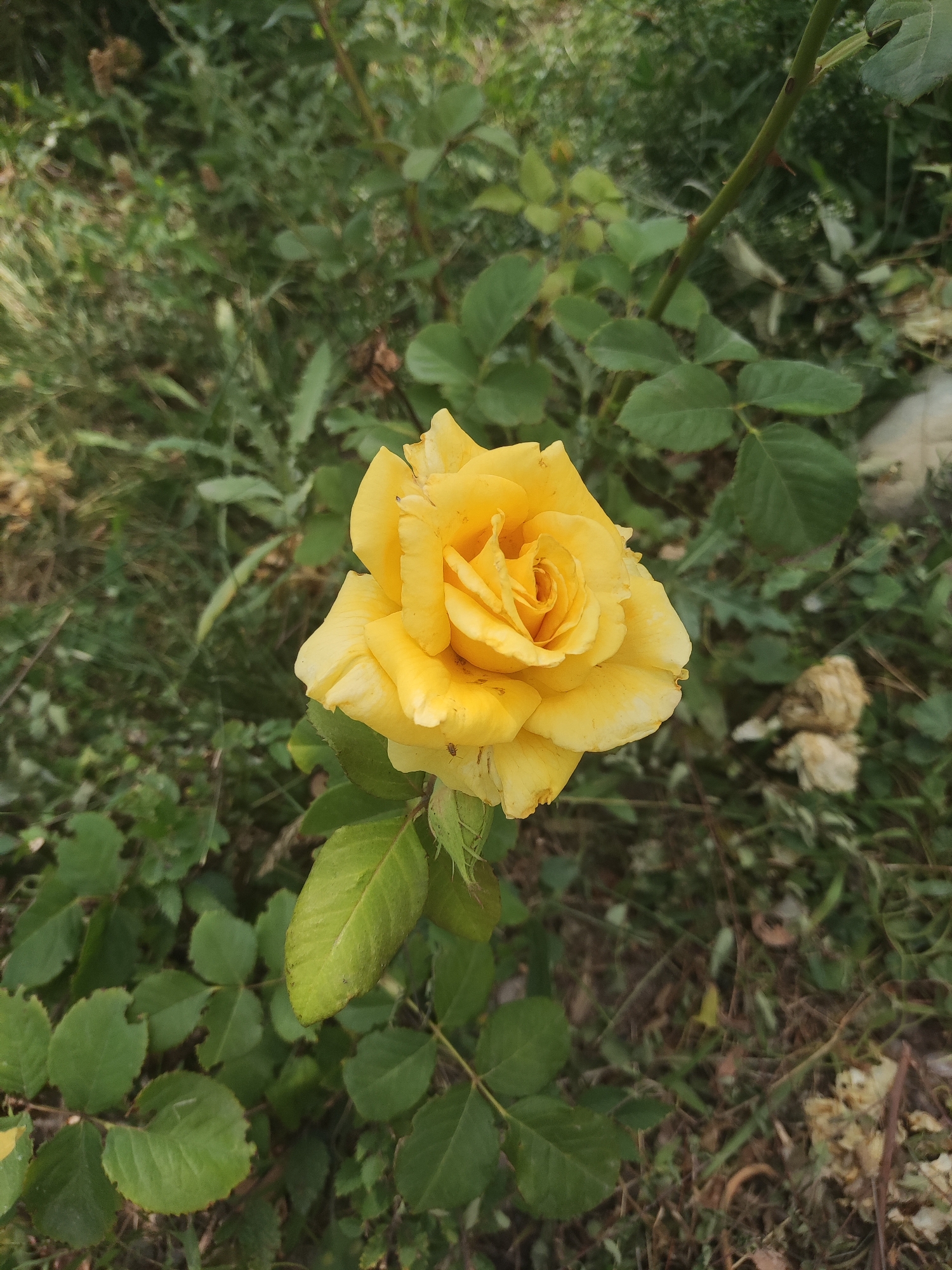 A close-up, high-angle shot captures a yellow rose in full bloom. The rose, positioned slightly off-center to the left, displays layered petals in various shades of yellow, with some appearing lighter and more translucent than others. The center of the rose reveals tightly curled petals. Green leaves, some with slightly serrated edges, surround the rose and extend downwards. A thin, thorny stem is visible, extending upwards from the right side of the frame. The background is a soft blur of green foliage, with hints of dry, brown vegetation and soil visible at the bottom. There are no people or animals present in the image. The scene appears to be an outdoor garden setting. The location is identified as Shymkent, Kazakhstan.