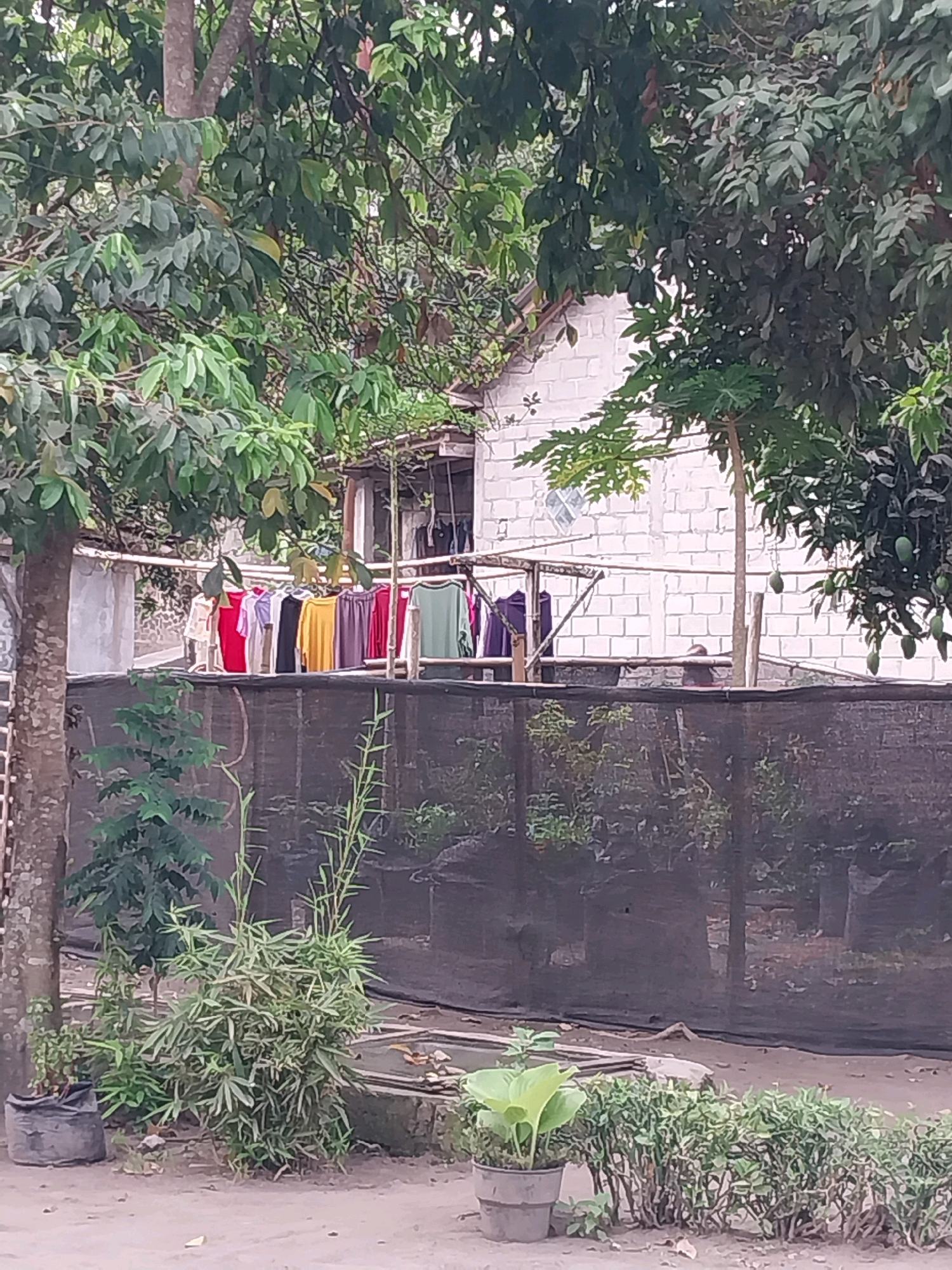 In Tijayan, Indonesia, a scene unfolds with a white brick building serving as a backdrop, partially obscured by lush green foliage. In front of the building, a clothesline displays an array of colorful garments, including red, yellow, purple, and black shirts, along with a green shirt. A black mesh fence runs horizontally across the middle ground, separating the clothing line area from a section of lush green plants in the foreground. The ground is a sandy, earthy color, with several potted plants dotting the landscape. The overall impression is one of a rural or semi-rural residential area, with everyday life activities taking place outdoors.